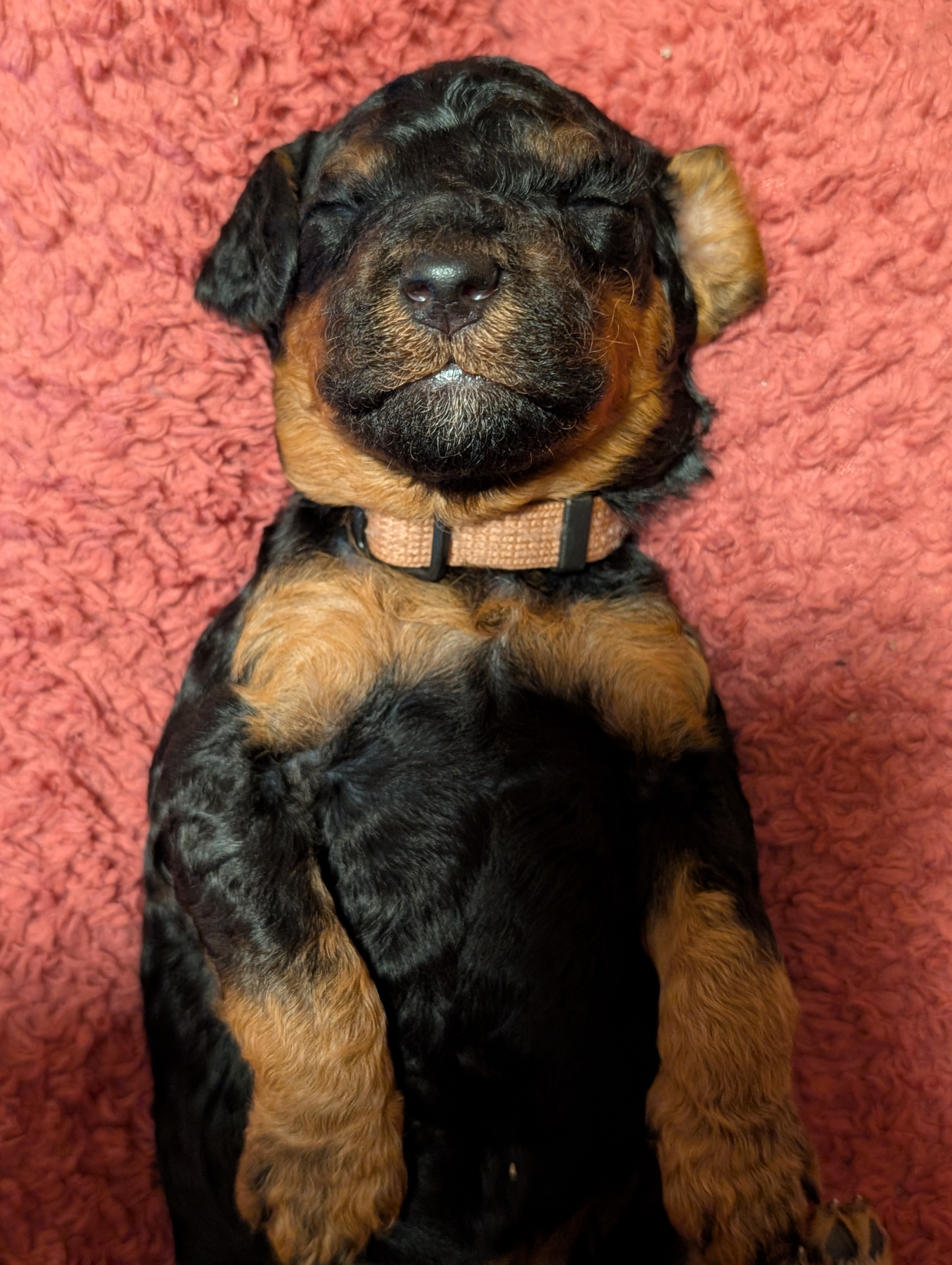 BjørnePias Ingifridur BjørnePias Ingifridur