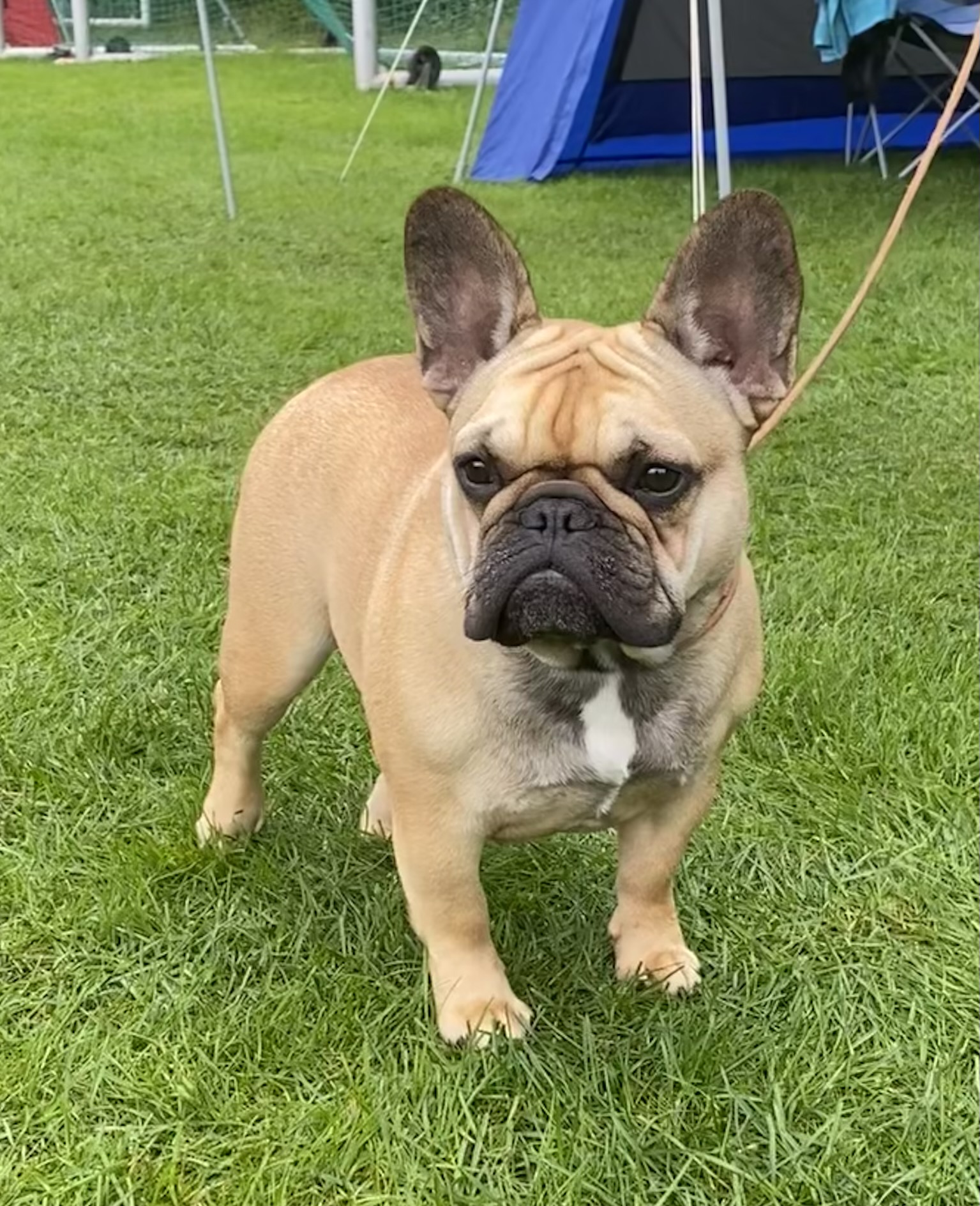Spelemansgårdens Chocco Spelemansgårdens Chocco