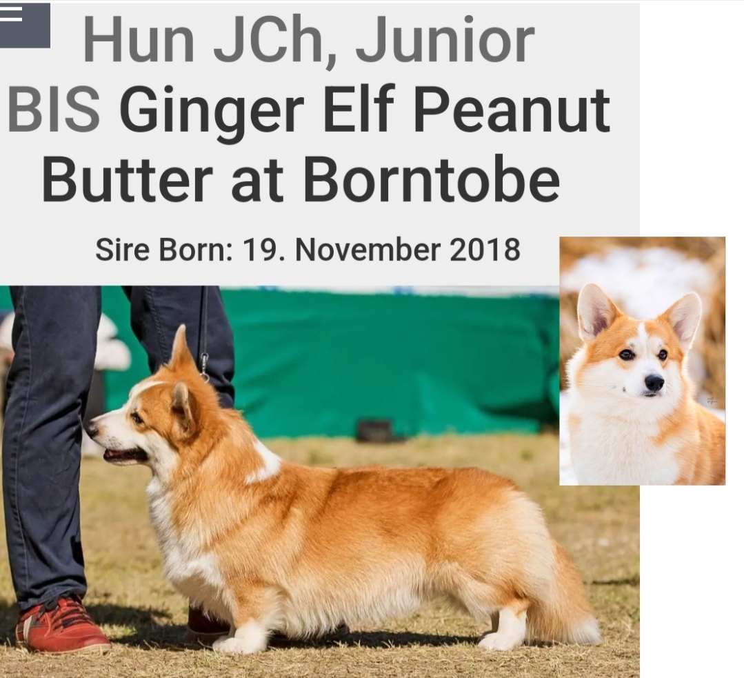 Ginger Elf Peanutbutter At Borntobe Ginger Elf Peanutbutter At Borntobe