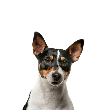 Toy Fox Terrier Toy Fox Terrier