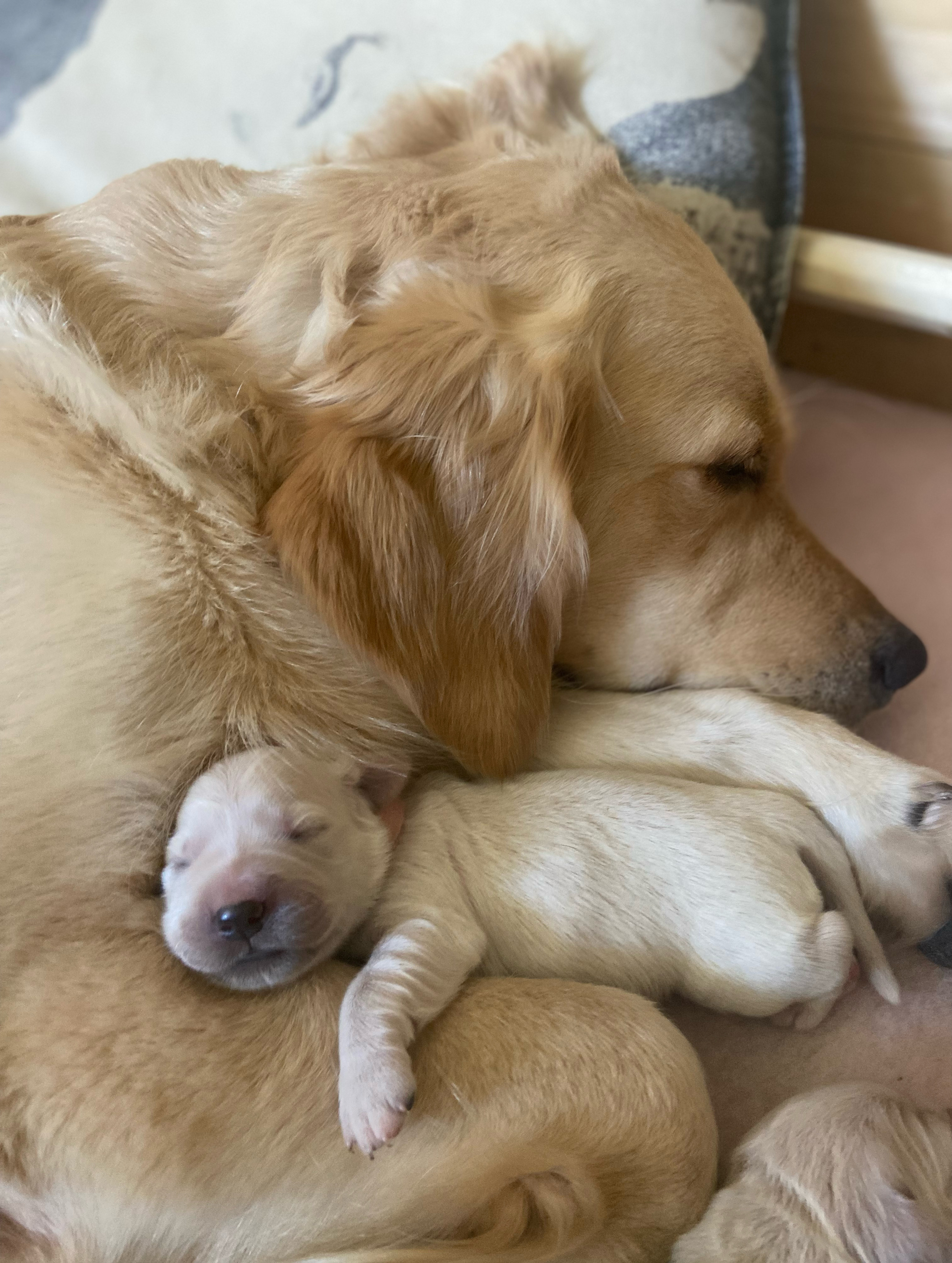 Elisabeth Vik Hesjedal