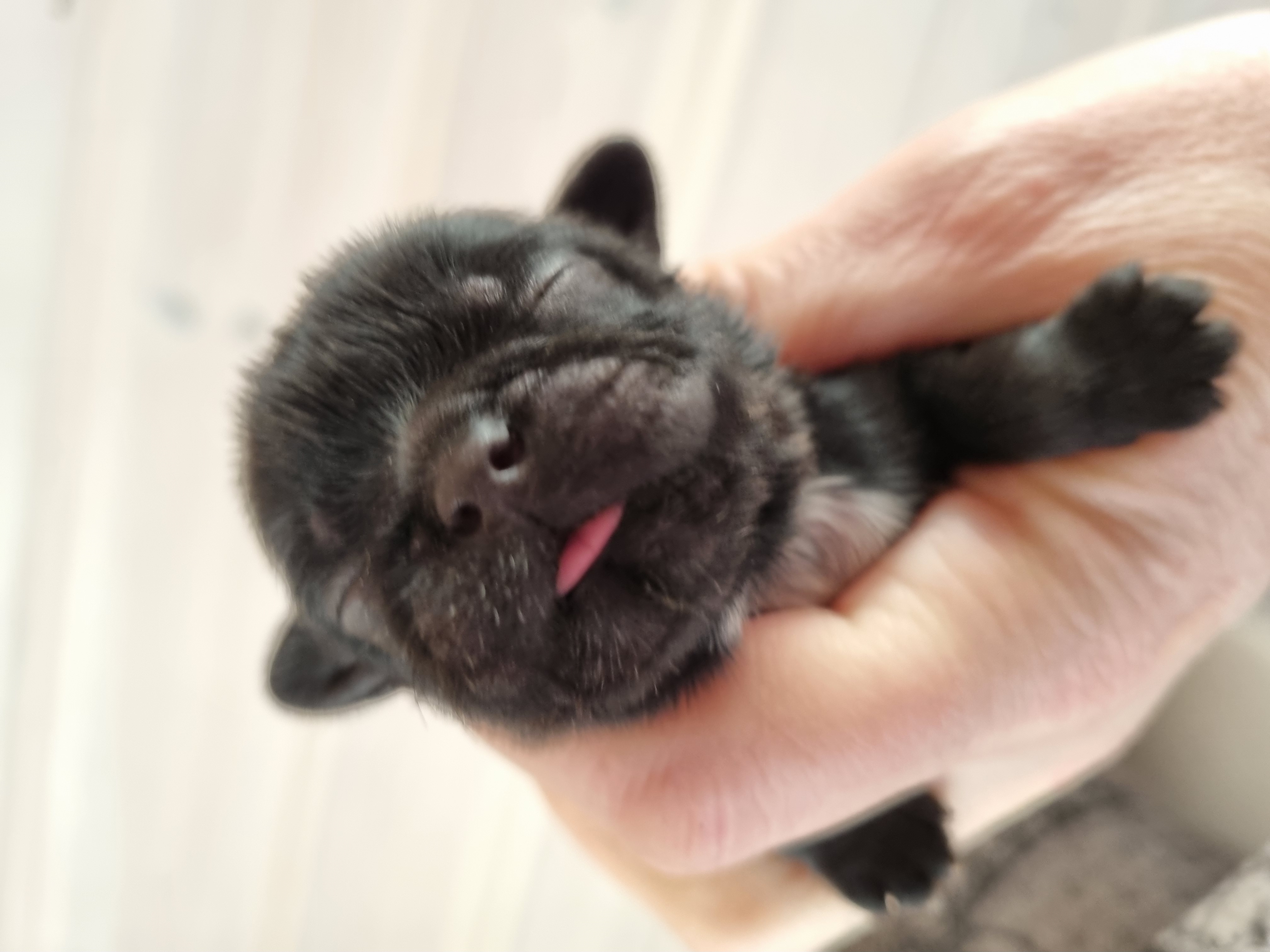 Dynamic image Dynamic image