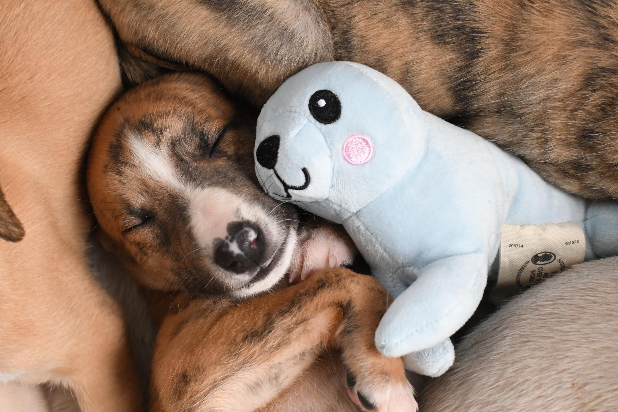 Jealous Uncle Jealous Uncle