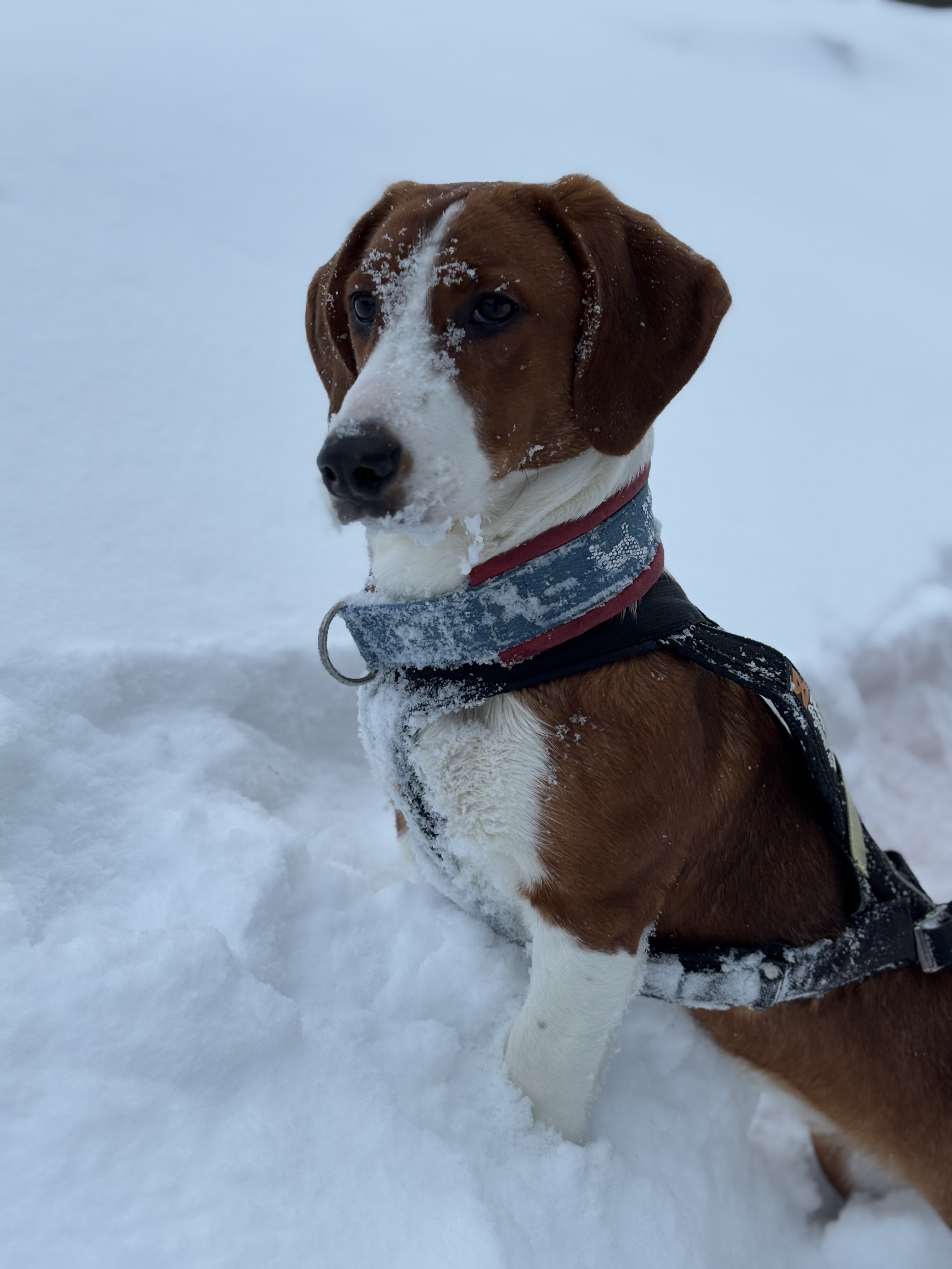 Holtetlias Neva Holtetlias Neva