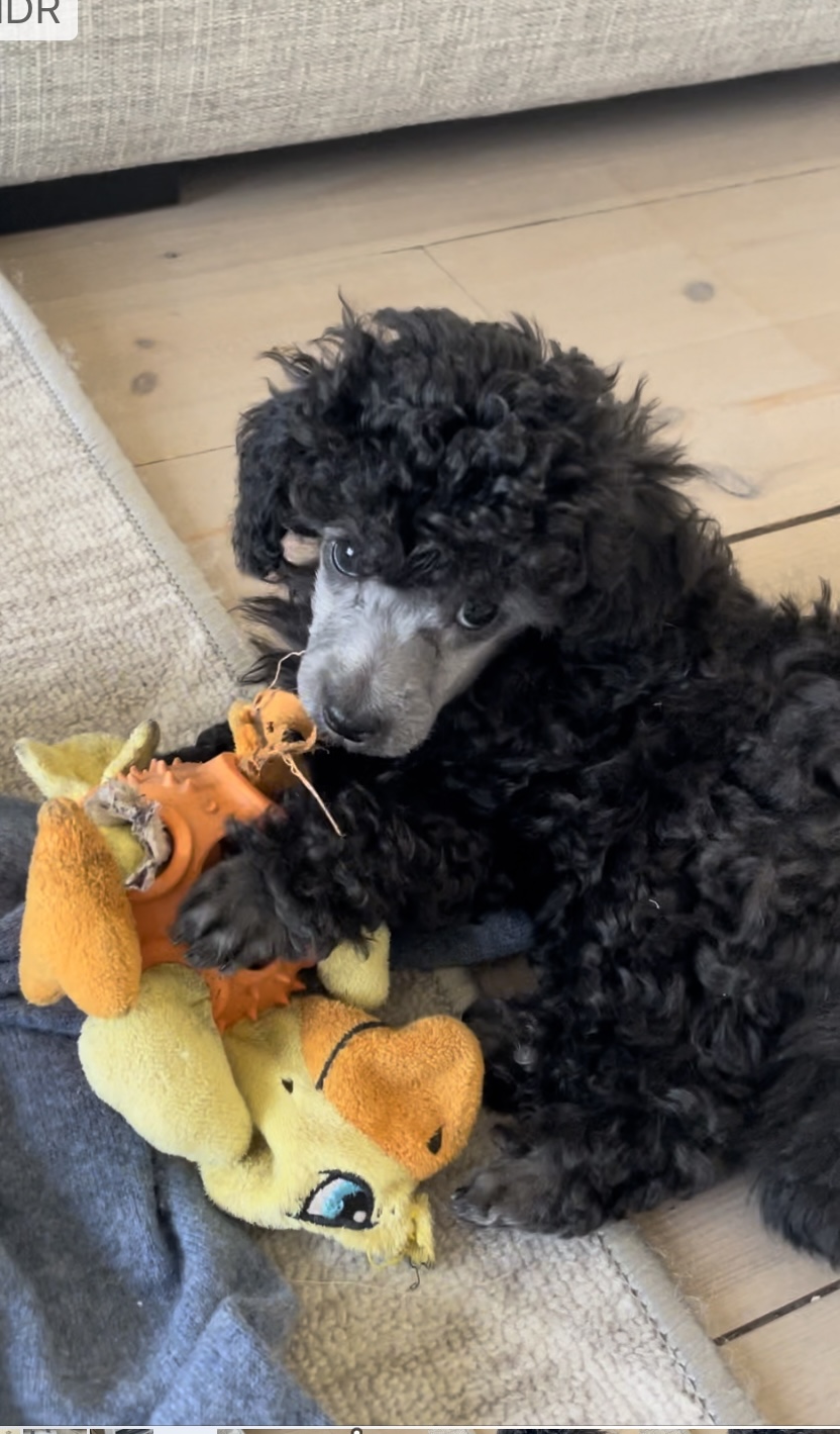 Cockhill Love Actually 