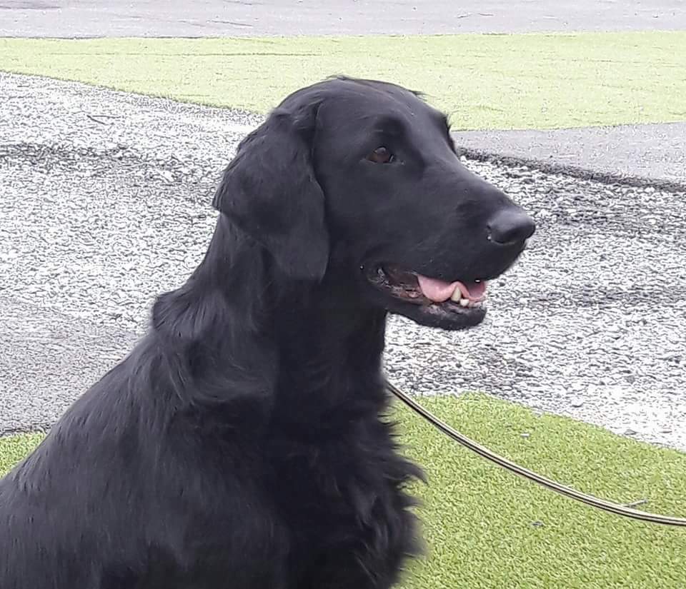 NUCH NVCH FIUCH Altaflat's Playtime NUCH NVCH FIUCH Altaflat's Playtime