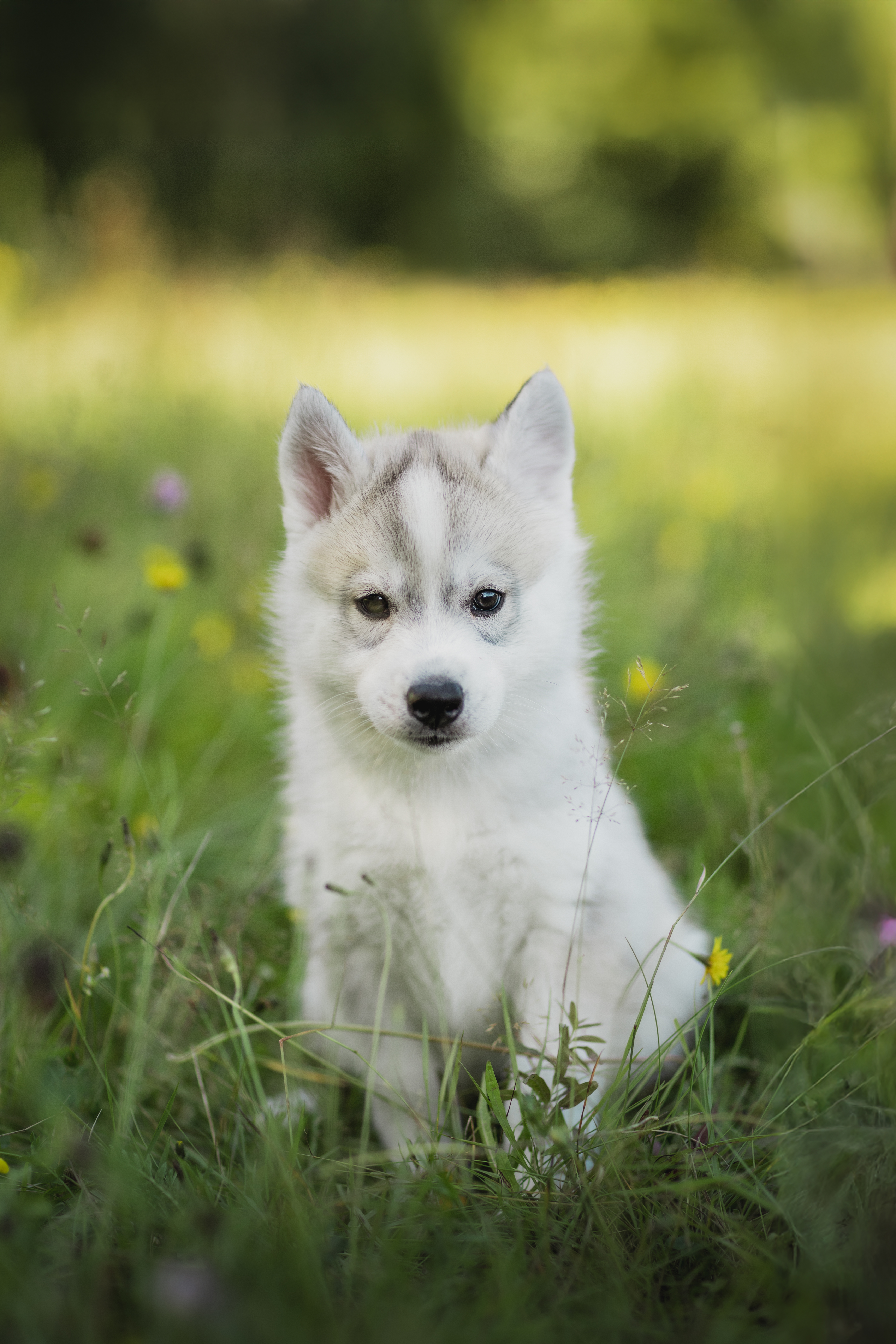 Dratini (rosa) Dratini (rosa)