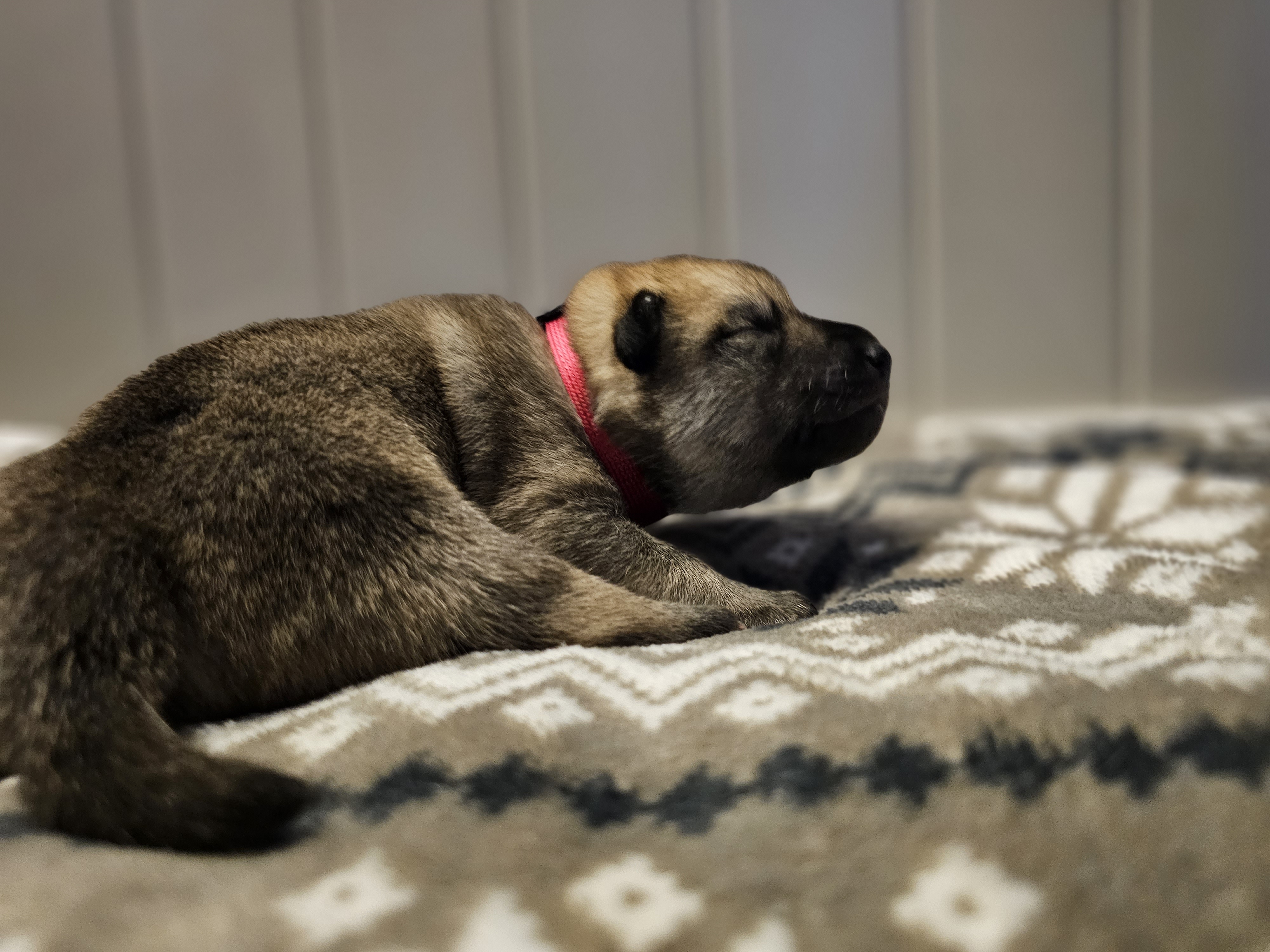 Dynamic image Dynamic image