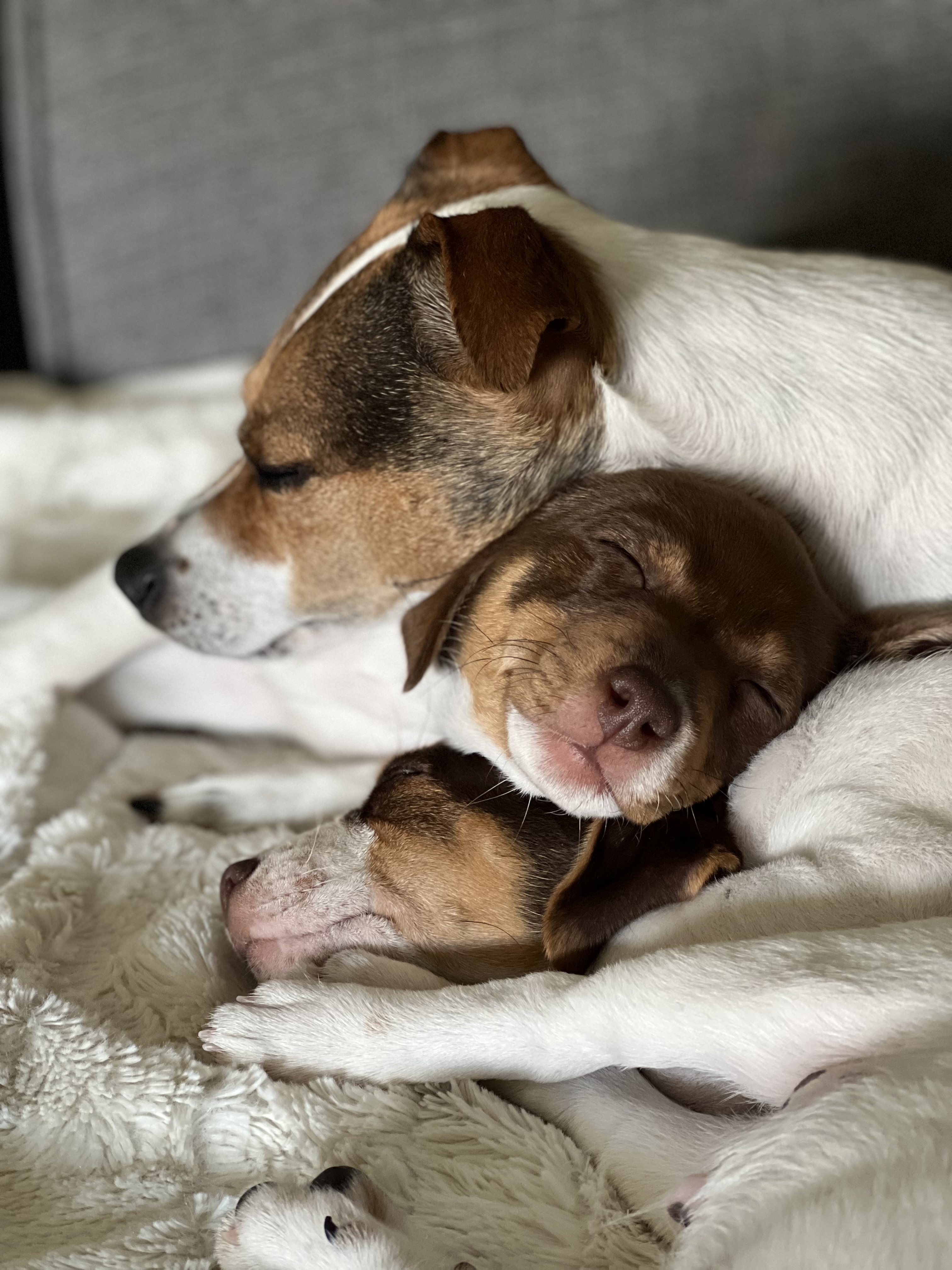 Kennel Amantes små mirakler