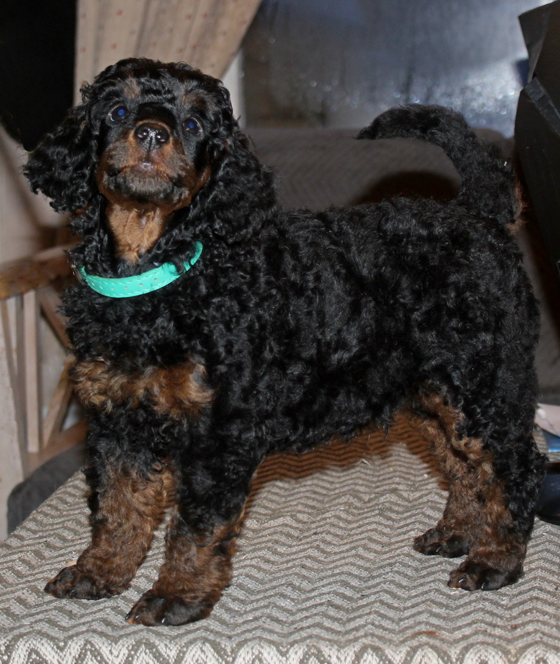 A........ DREAM IN COLOURS (turkis halsbånd)