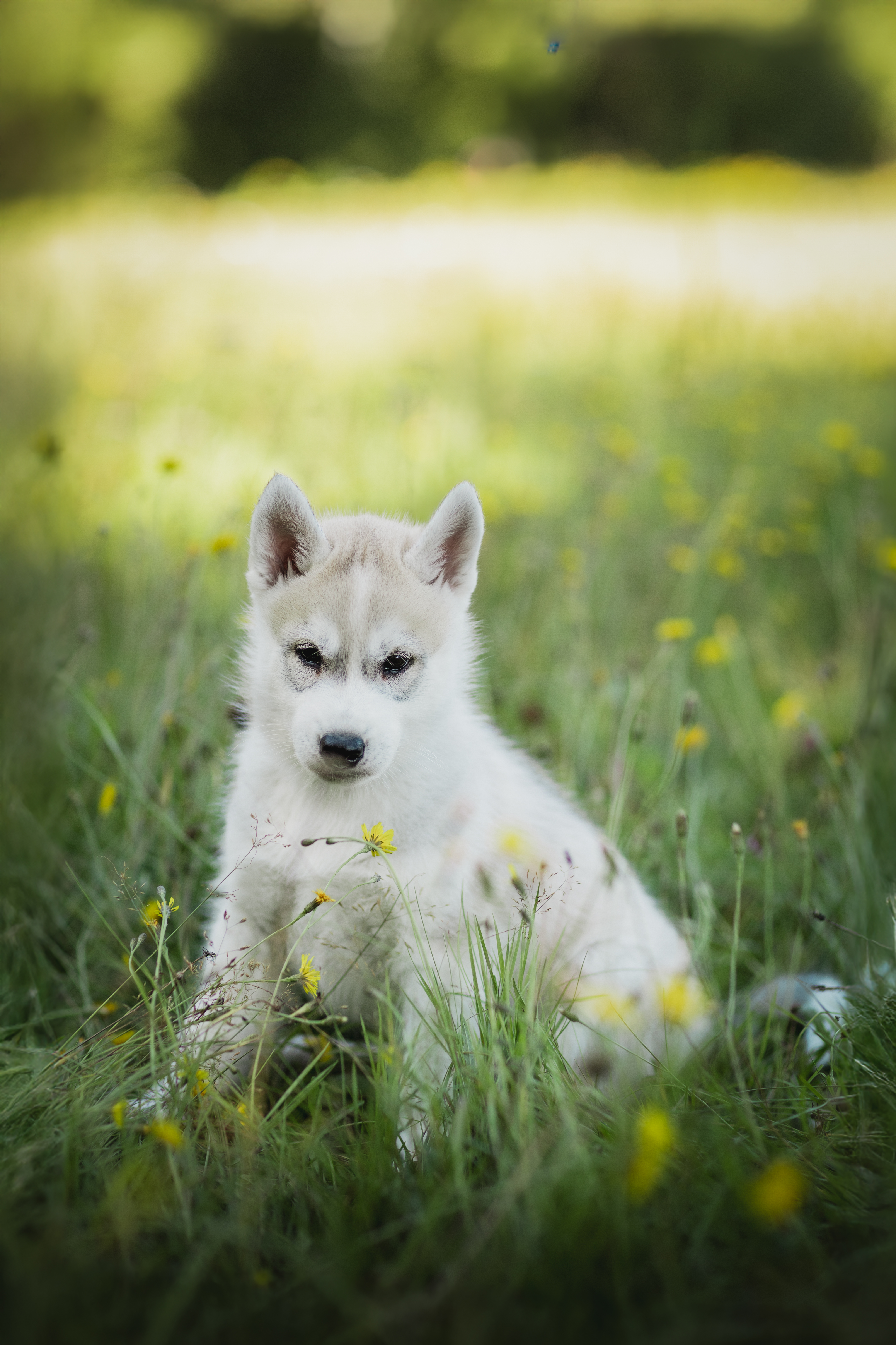 Blastoise (blå) Blastoise (blå)