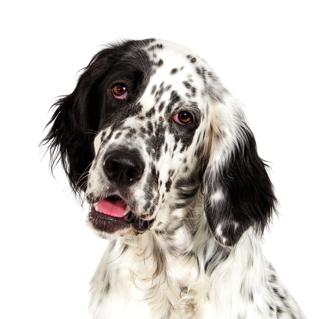 Engelsk setter Engelsk setter