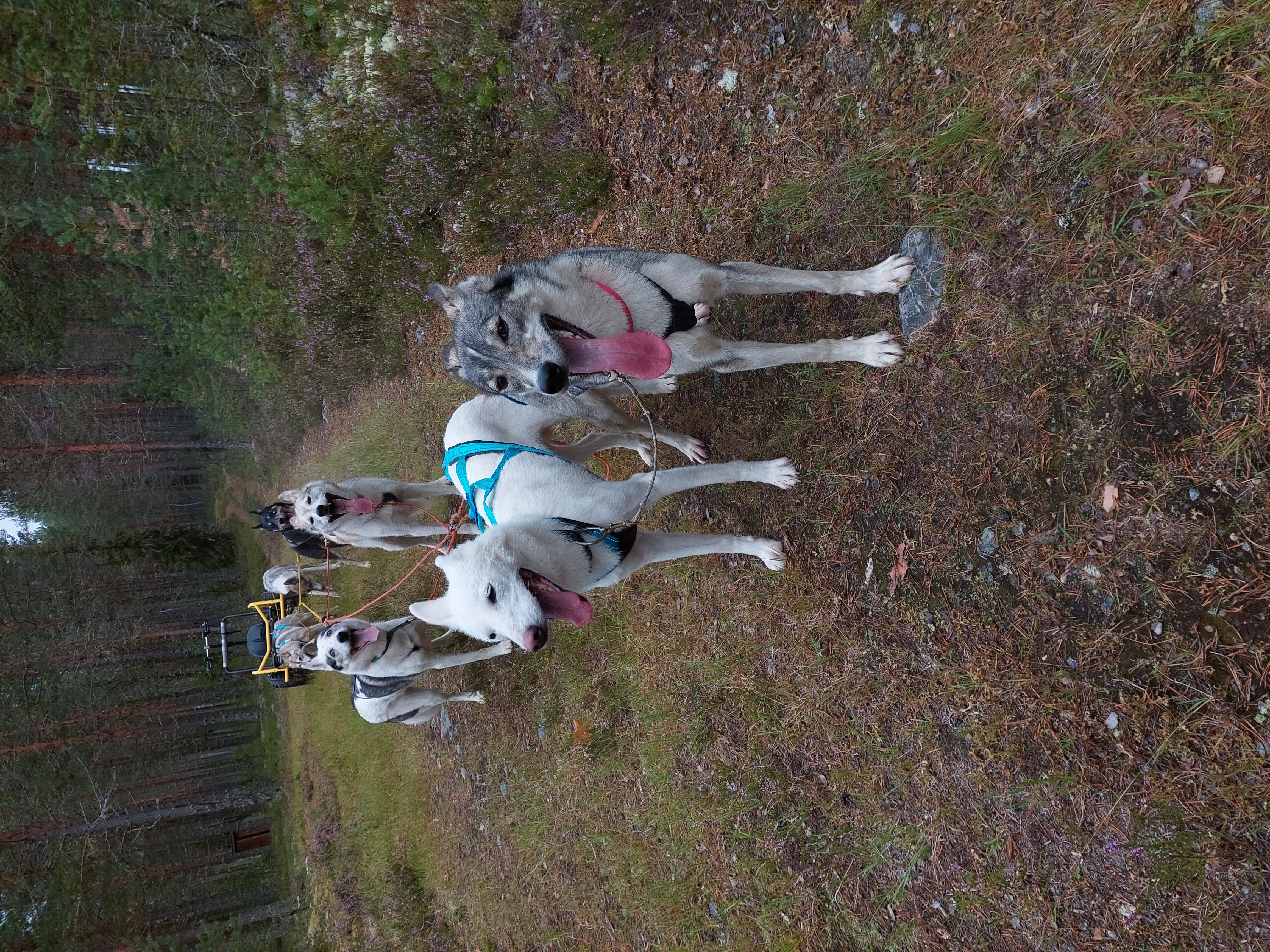 Huskyville's Modige Smilla Huskyville's Modige Smilla