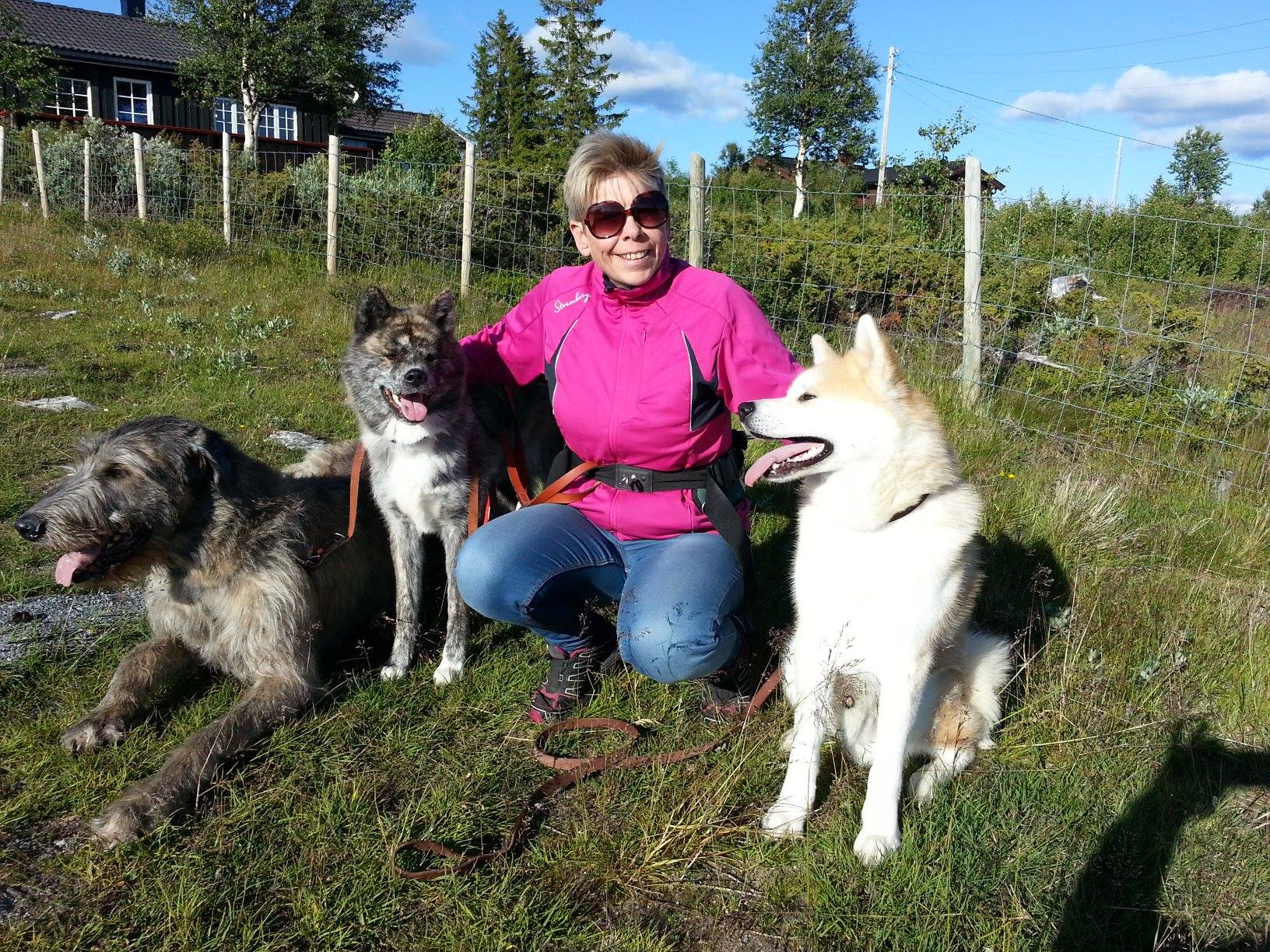 kennel linekjørven kennel linekjørven