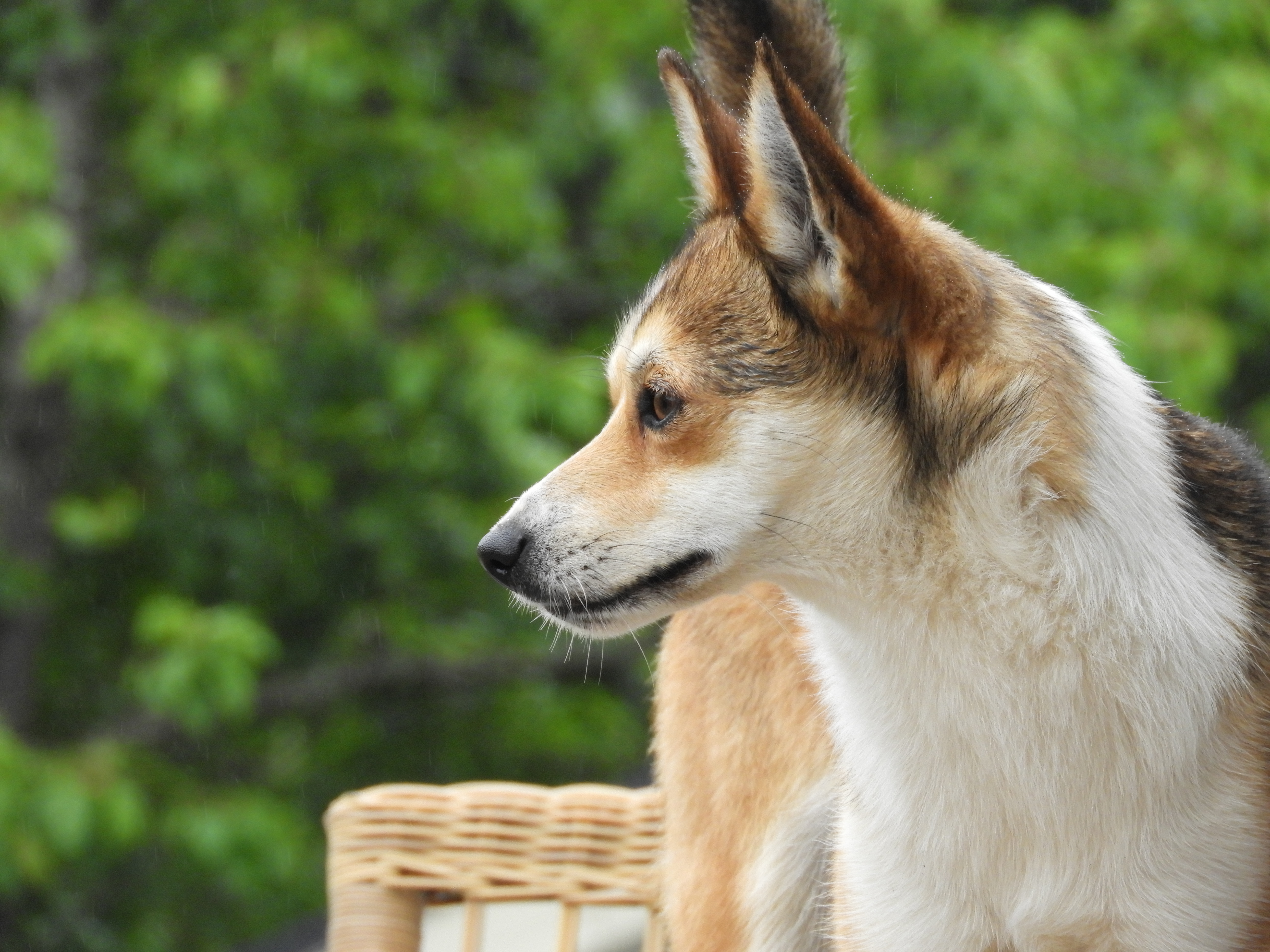 Pride Of Norway's Blue Lava Pride Of Norway's Blue Lava