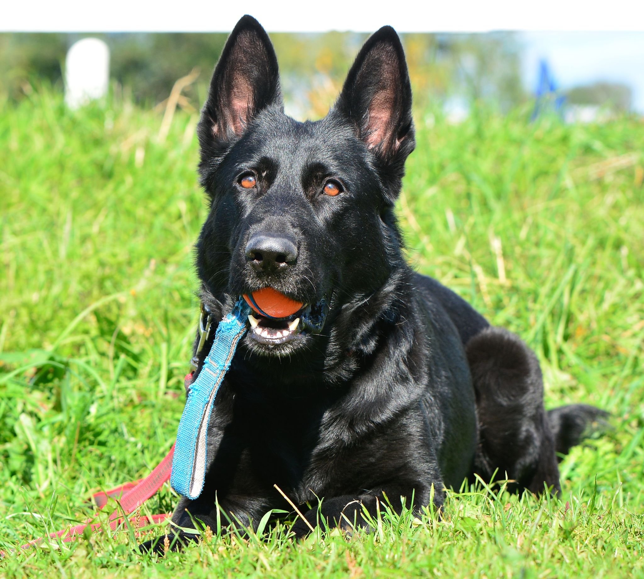 Ubere Matris Boa Ubere Matris Boa