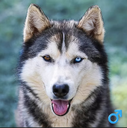 North Pack kodiak North Pack kodiak