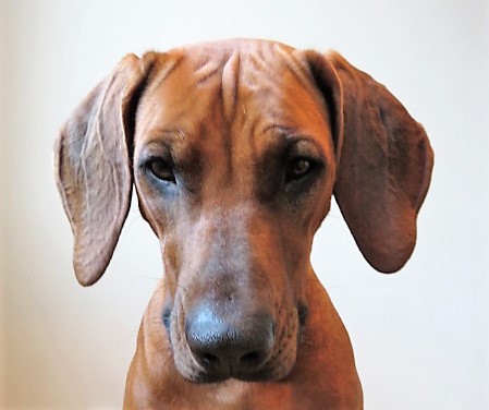 Mufasa`s Pride and joy Sarfina Mufasa`s Pride and joy Sarfina