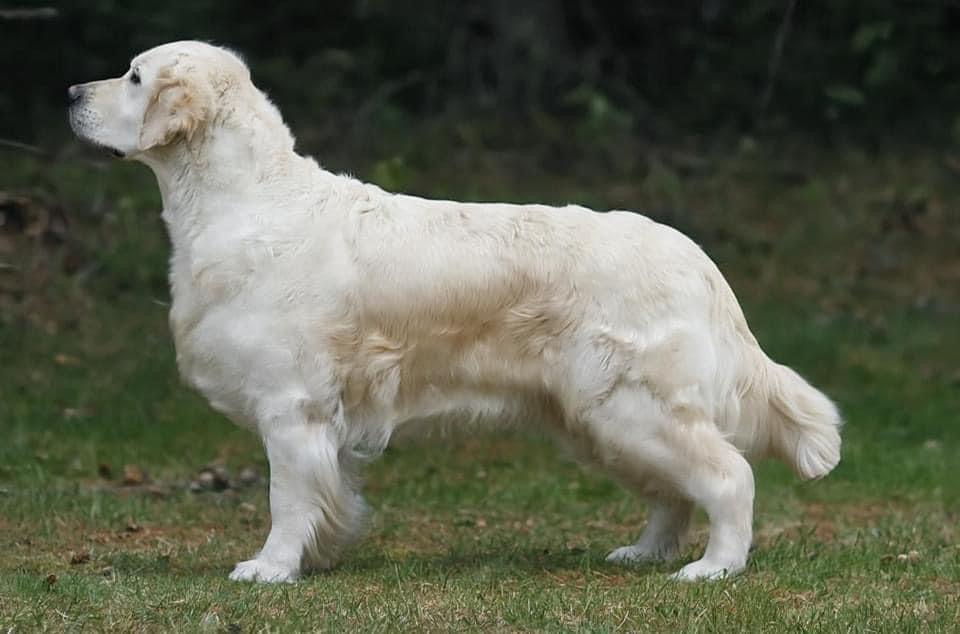 Dance wood’s Lilly of the Valley Dance wood’s Lilly of the Valley