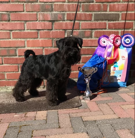 Svartwalds Ron Weasley At Ruby Red aka Svartur Svartwalds Ron Weasley At Ruby Red aka Svartur