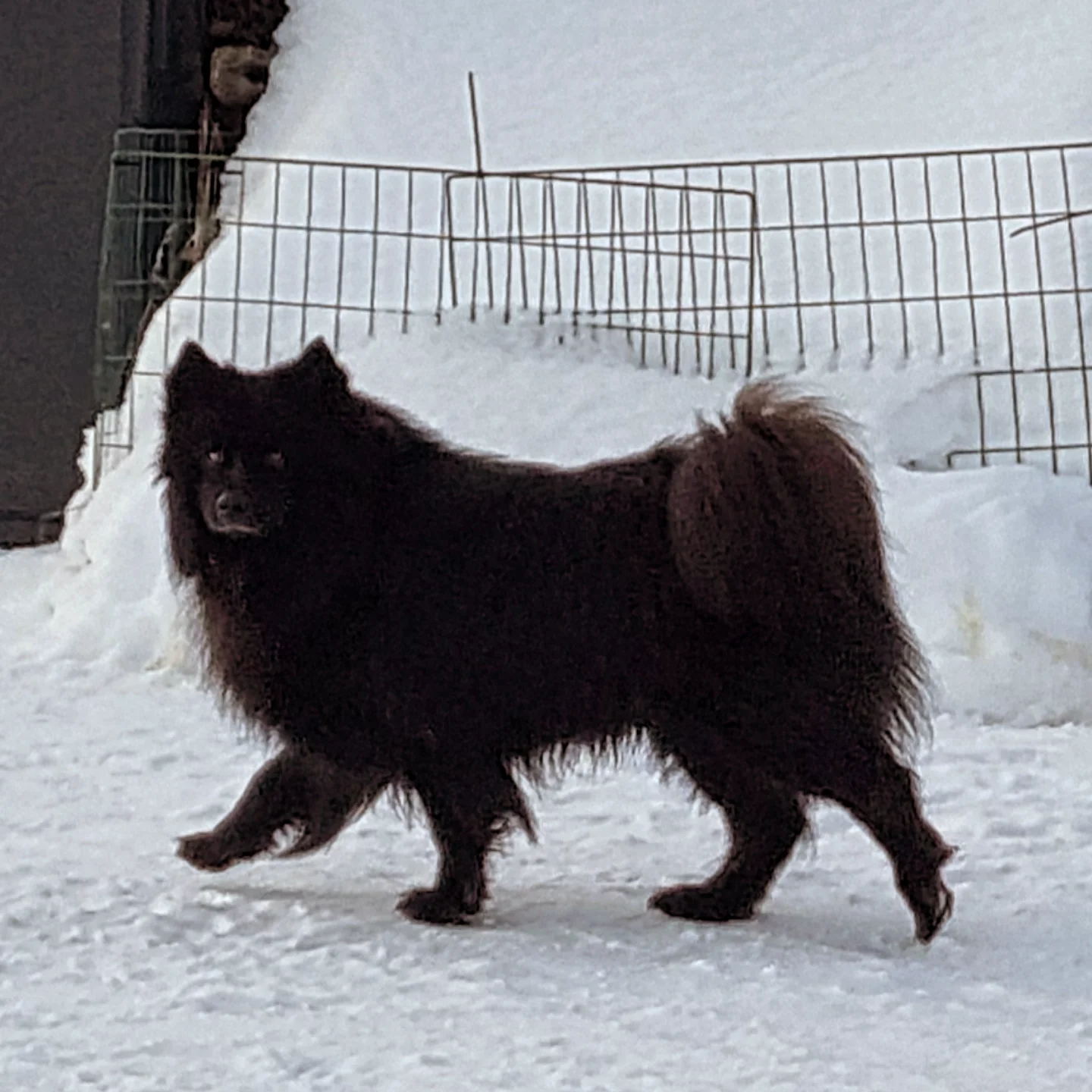 Harvvat Louis Bearas Beana Harvvat Louis Bearas Beana