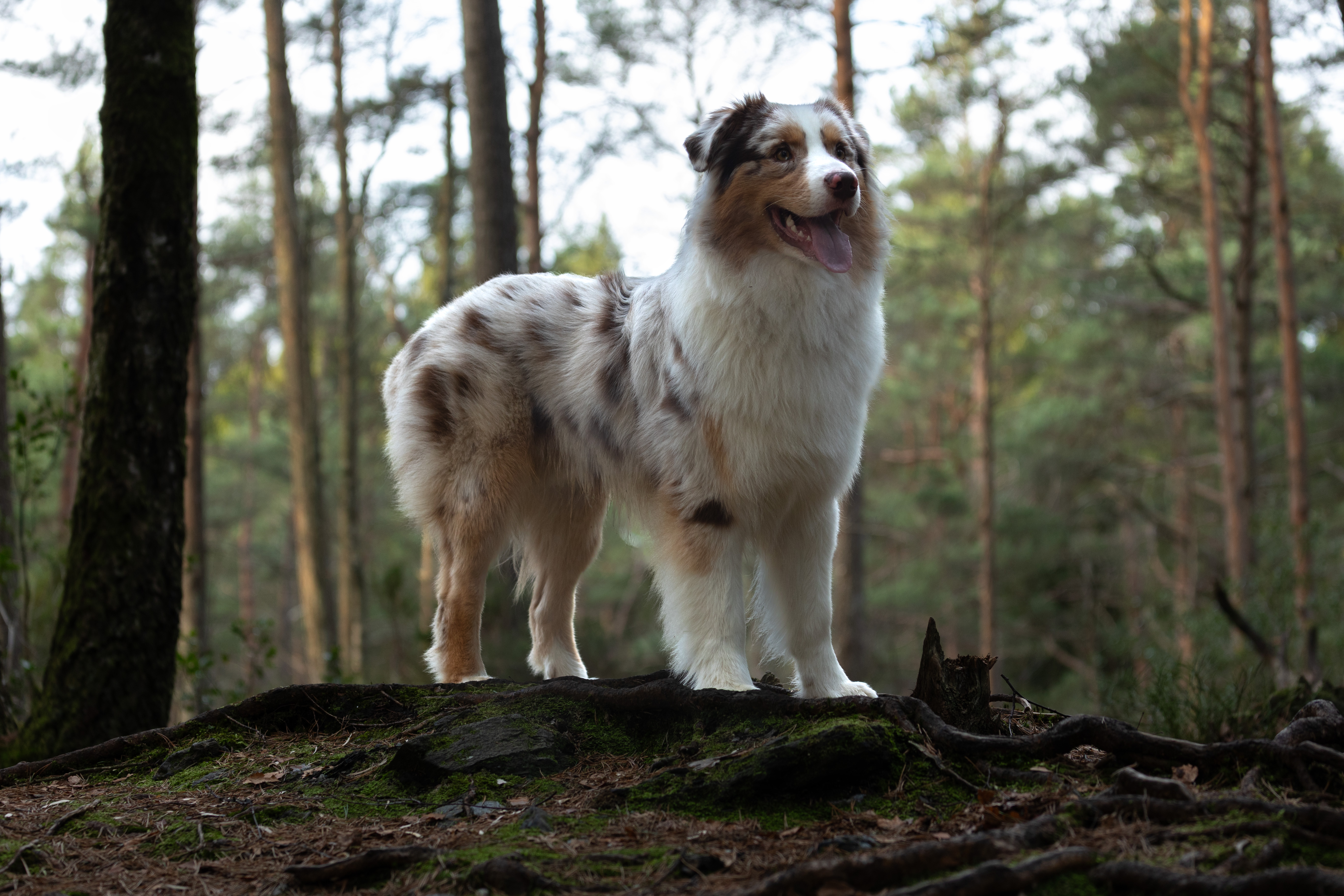 Jærkysten’s Oberst 