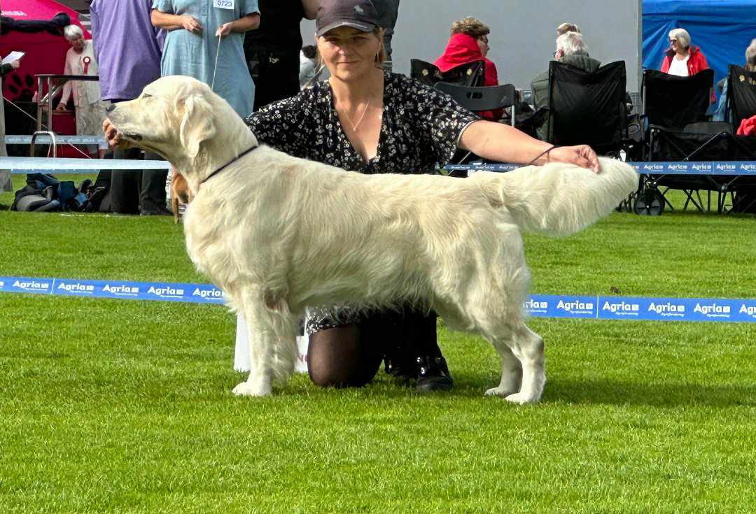 Vestafjell's Snap To My Daddy (Bobby) Vestafjell's Snap To My Daddy (Bobby)