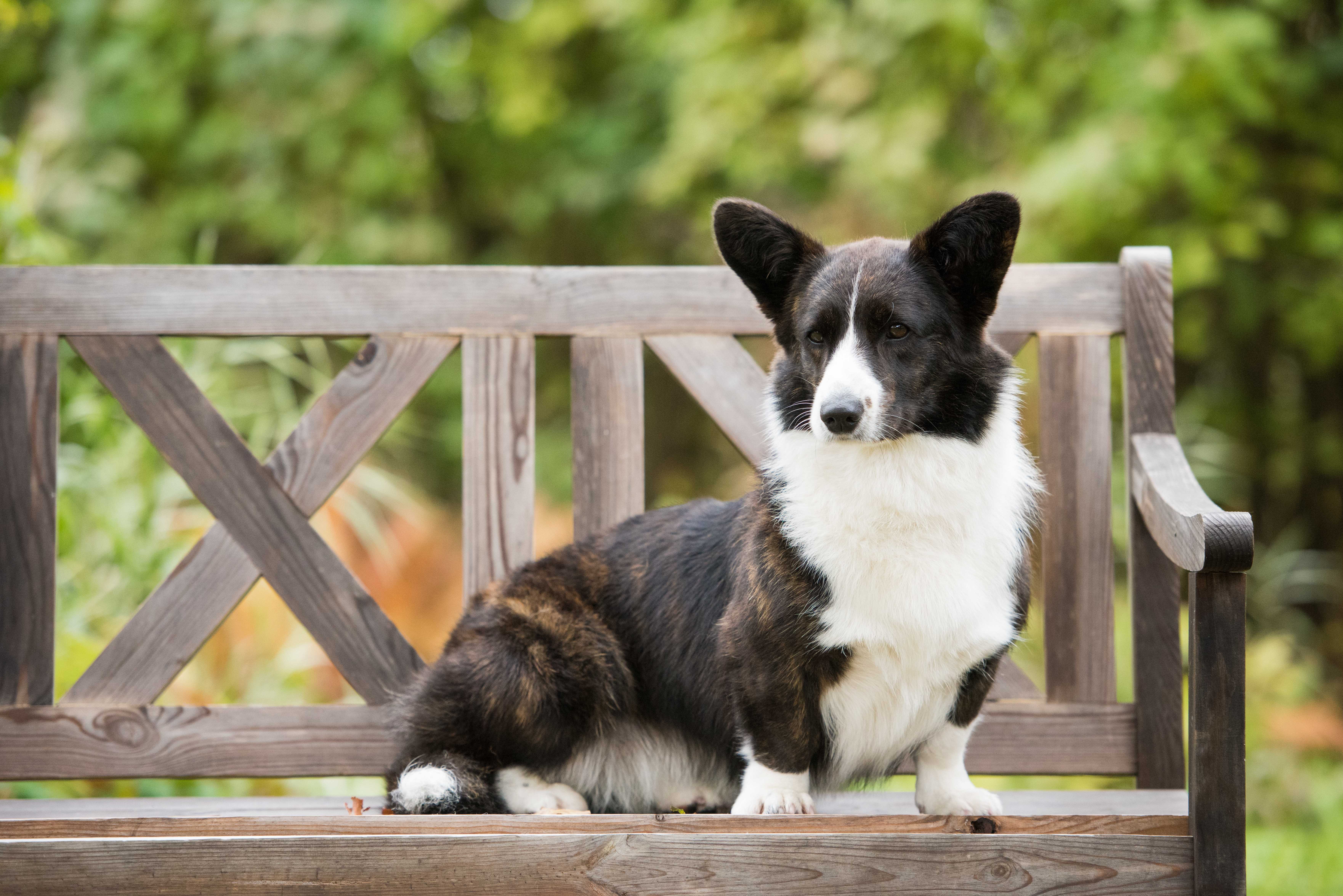 Welsh corgi cardigan Welsh corgi cardigan