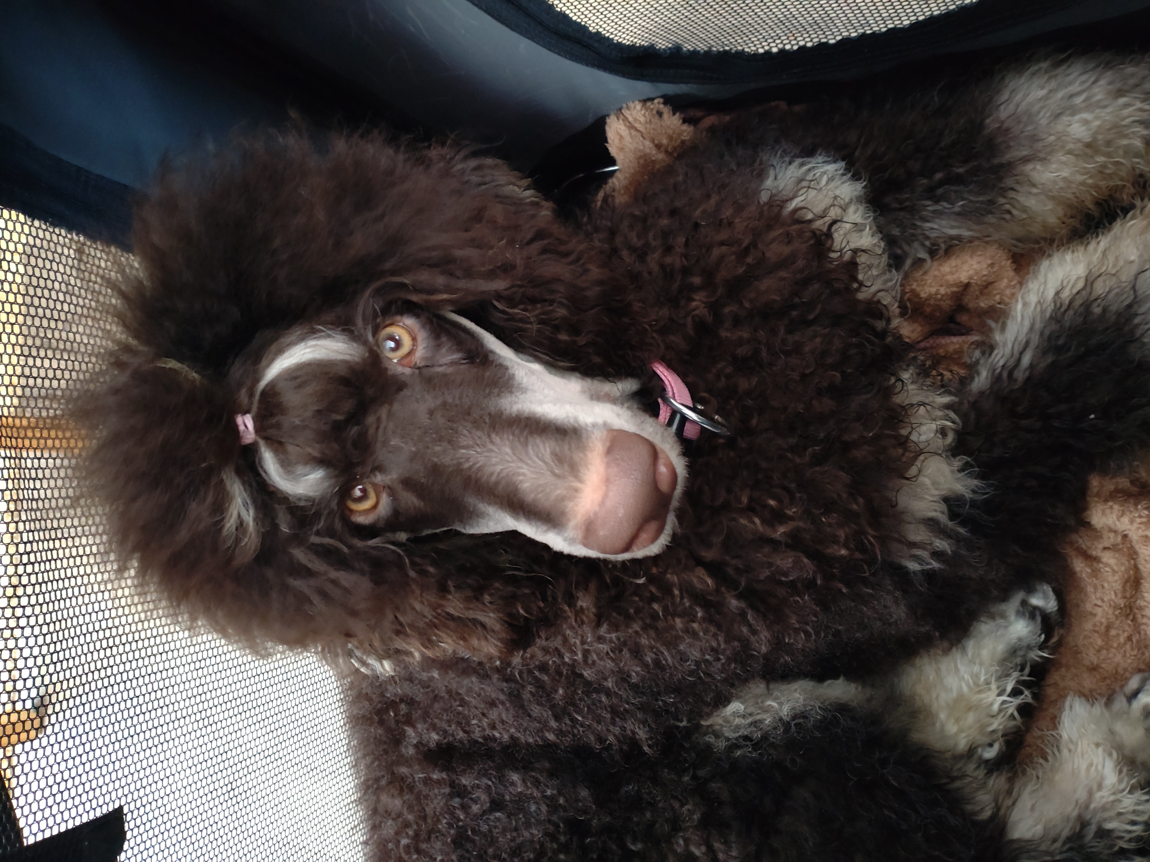 Mr Charlie Brown Mr Charlie Brown