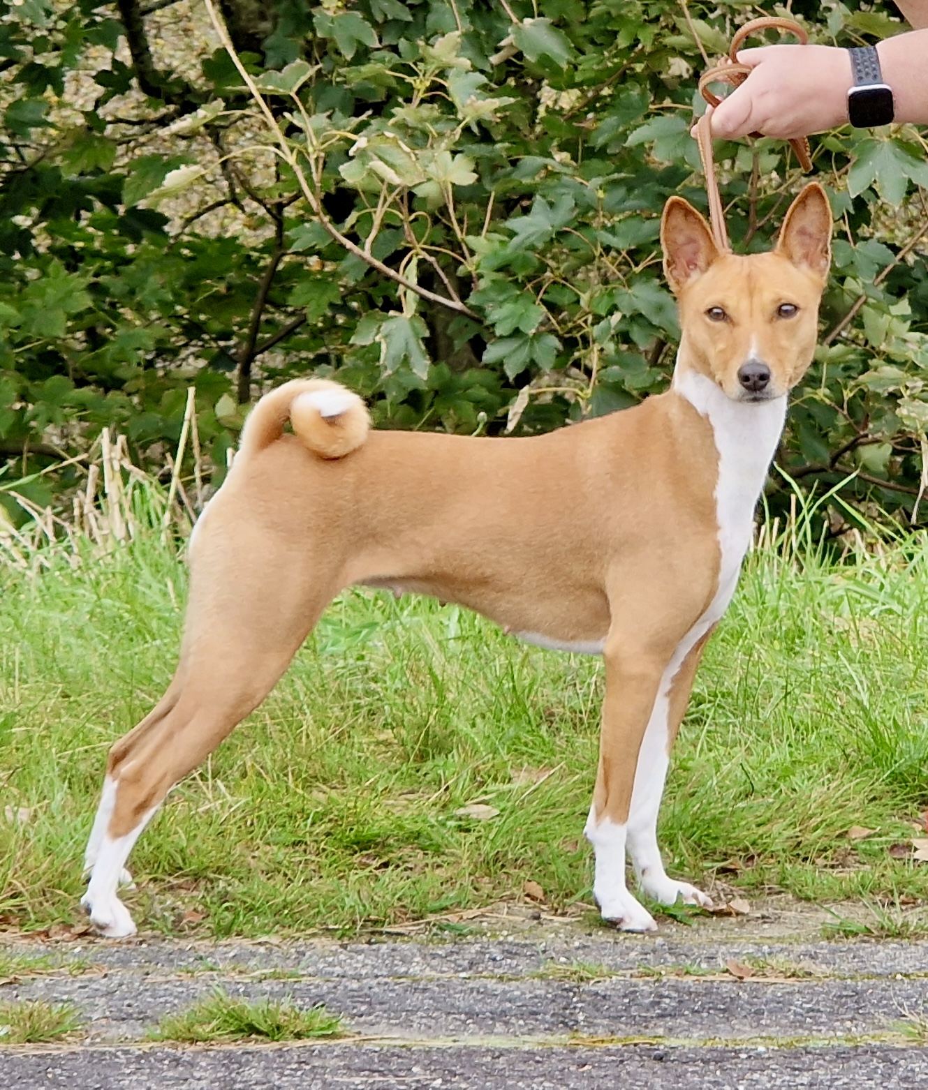 Kardohill’s Galadriel «Glow» Kardohill’s Galadriel «Glow»