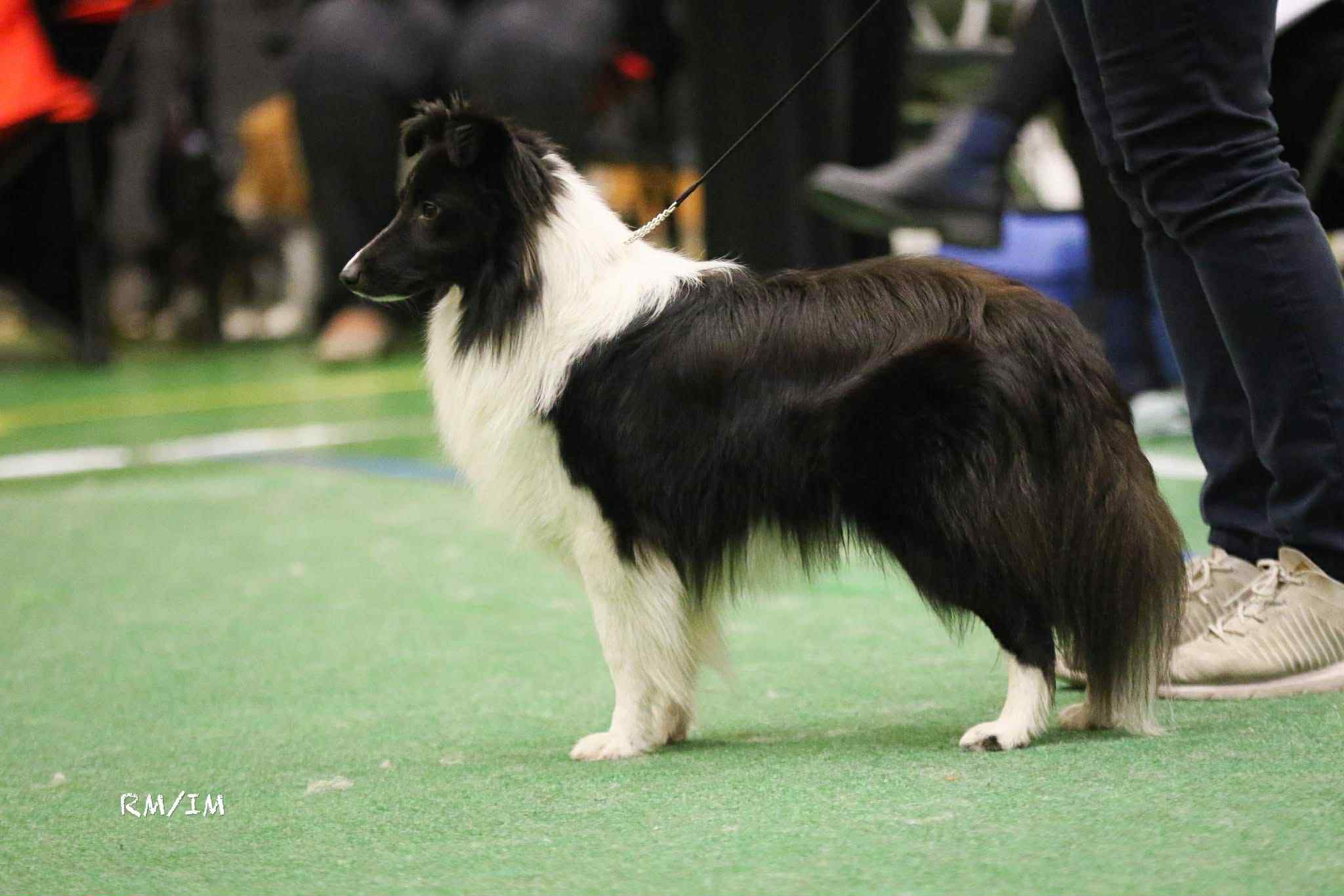 Sheltierose's I Have A Crush On You