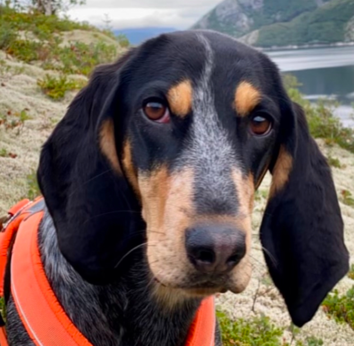 Pia av Lillealm Pia av Lillealm