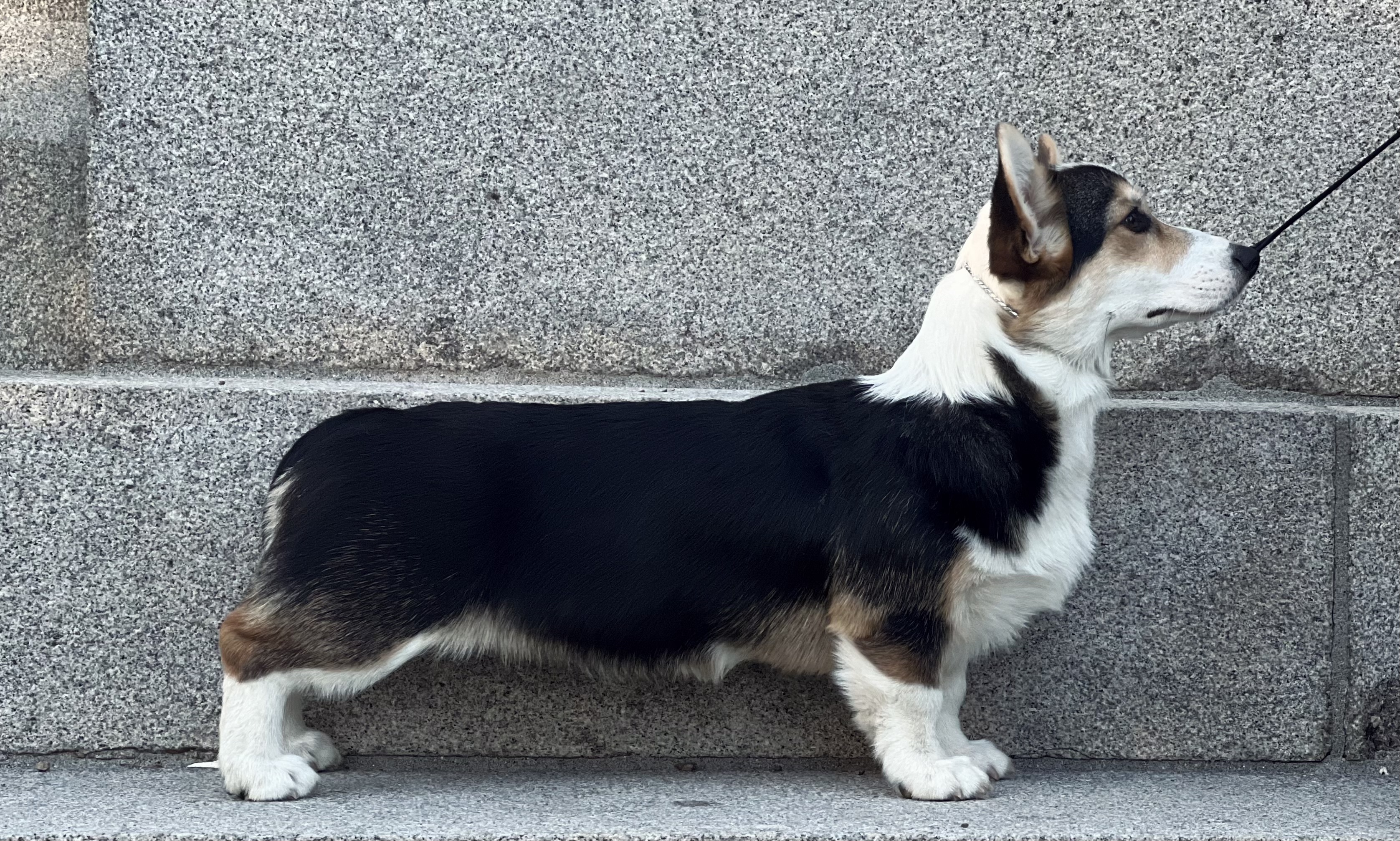 Royal Marialie’s Ain’t She Sweet Royal Marialie’s Ain’t She Sweet