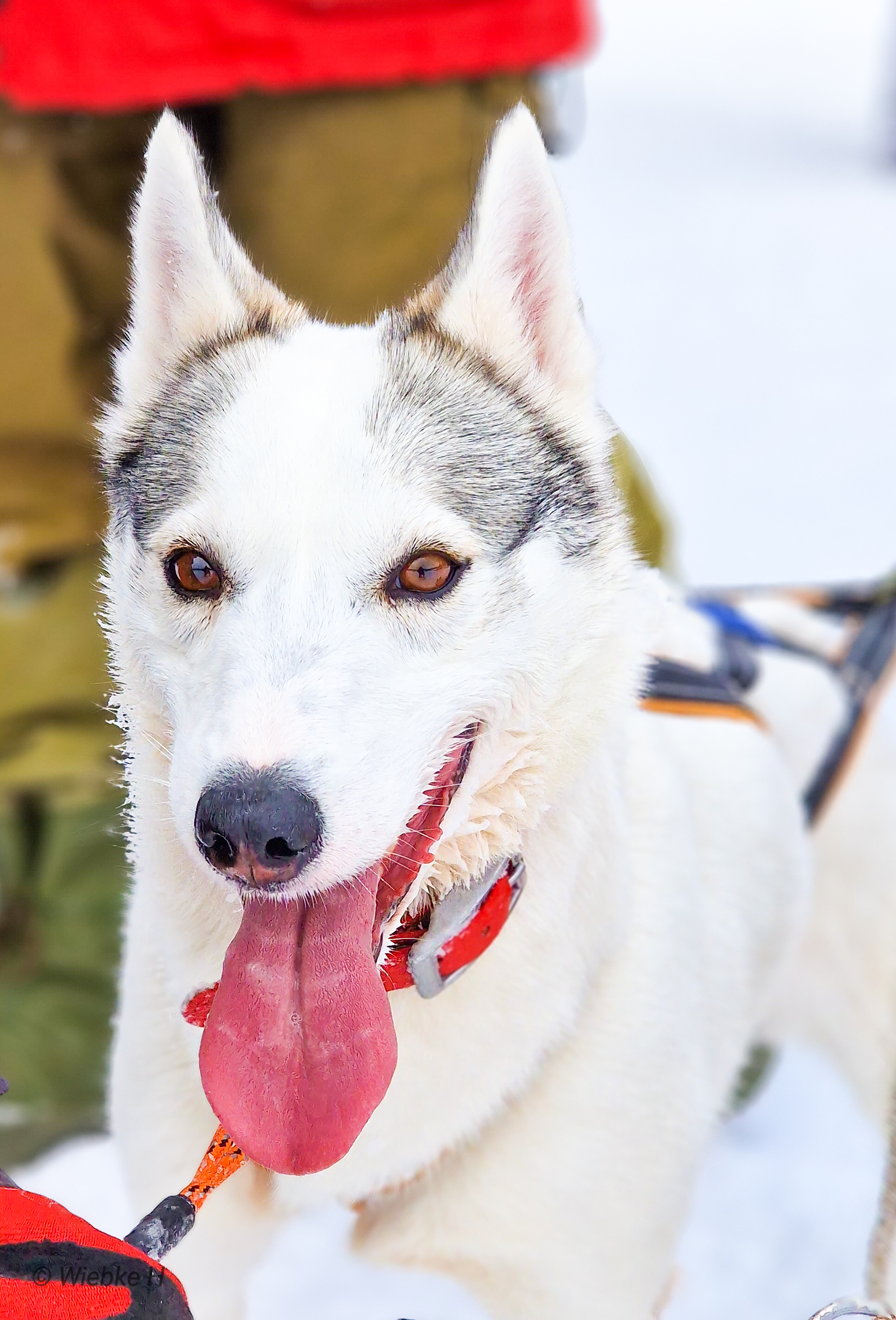 NTCH Gråbeintunets Judy NTCH Gråbeintunets Judy