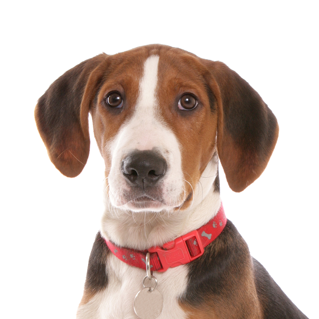 Hamiltonstøver Hamiltonstøver