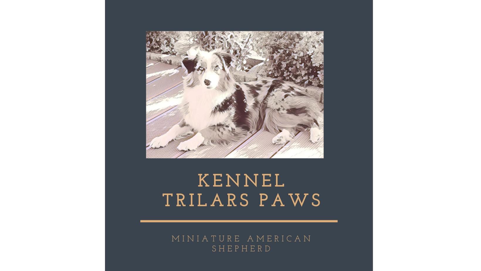 Trilars Paws Trilars Paws