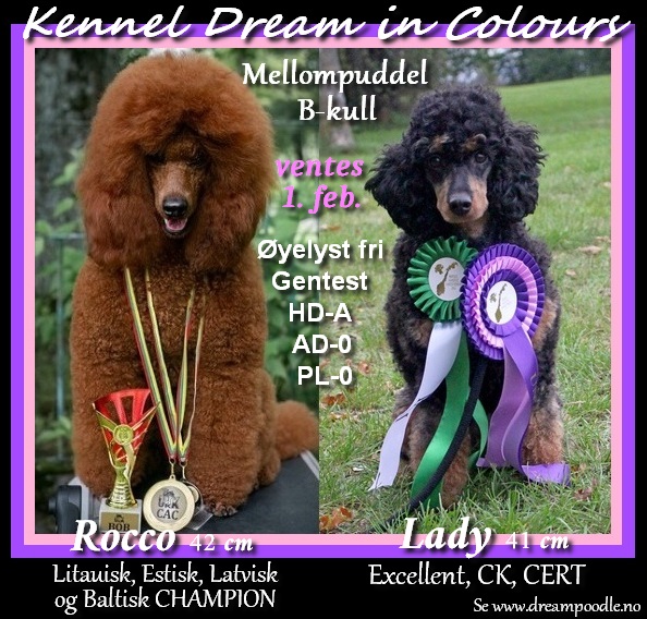 KENNEL DREAM IN COLOURS B-KULL