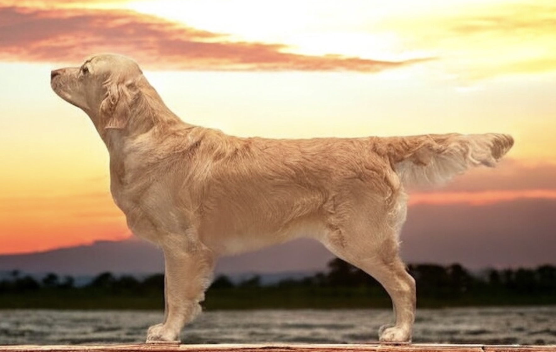 Golden Agapi’s Fairytale Bliss