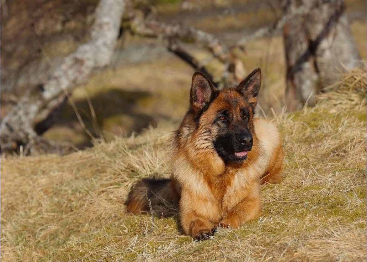 B(3)-kullet B(3)-kullet