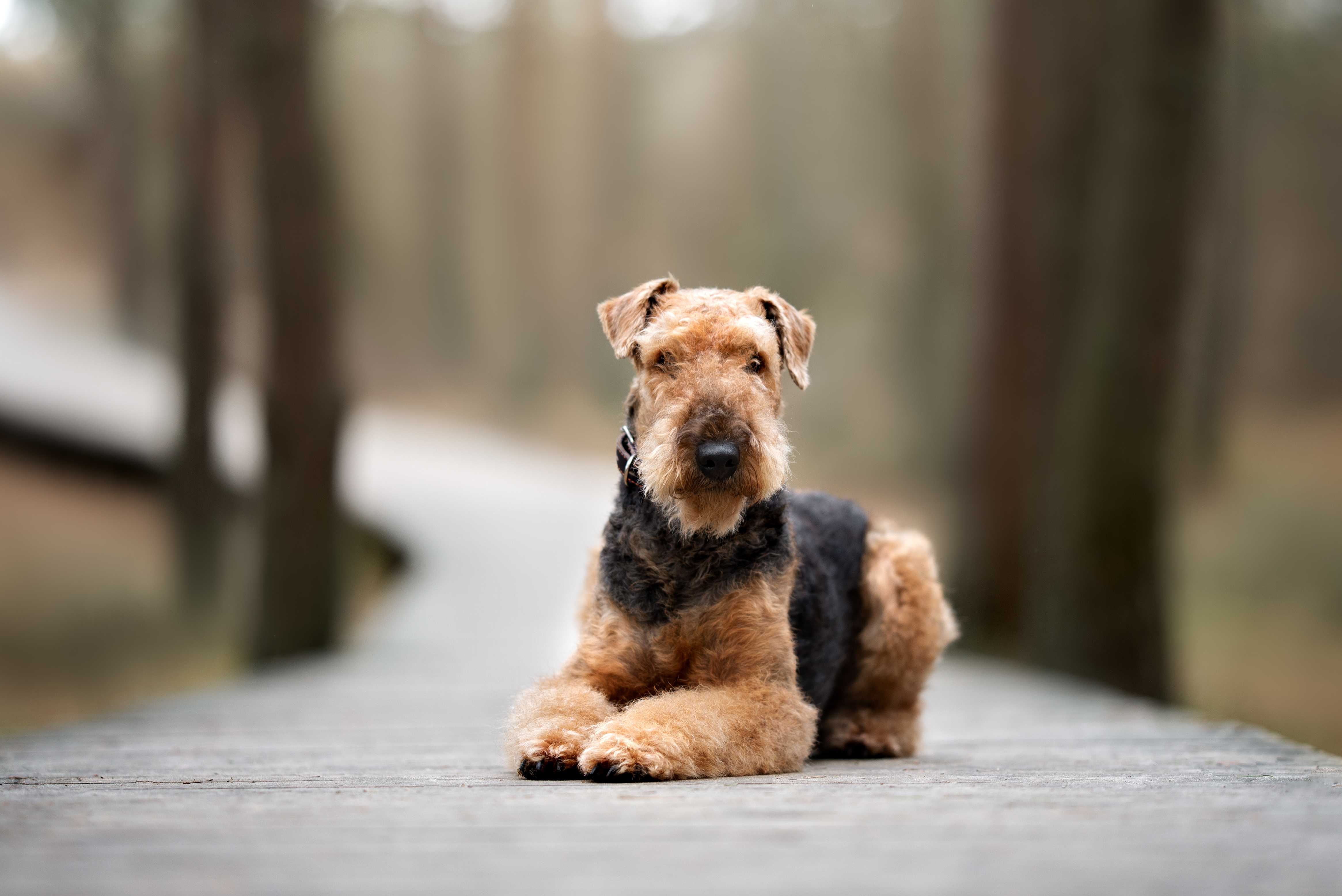 Airedale terrier