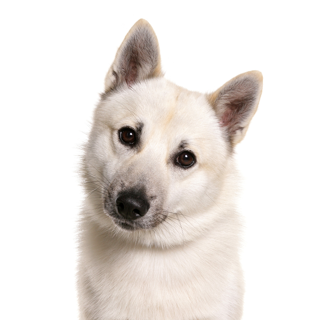 Norsk buhund Norsk buhund