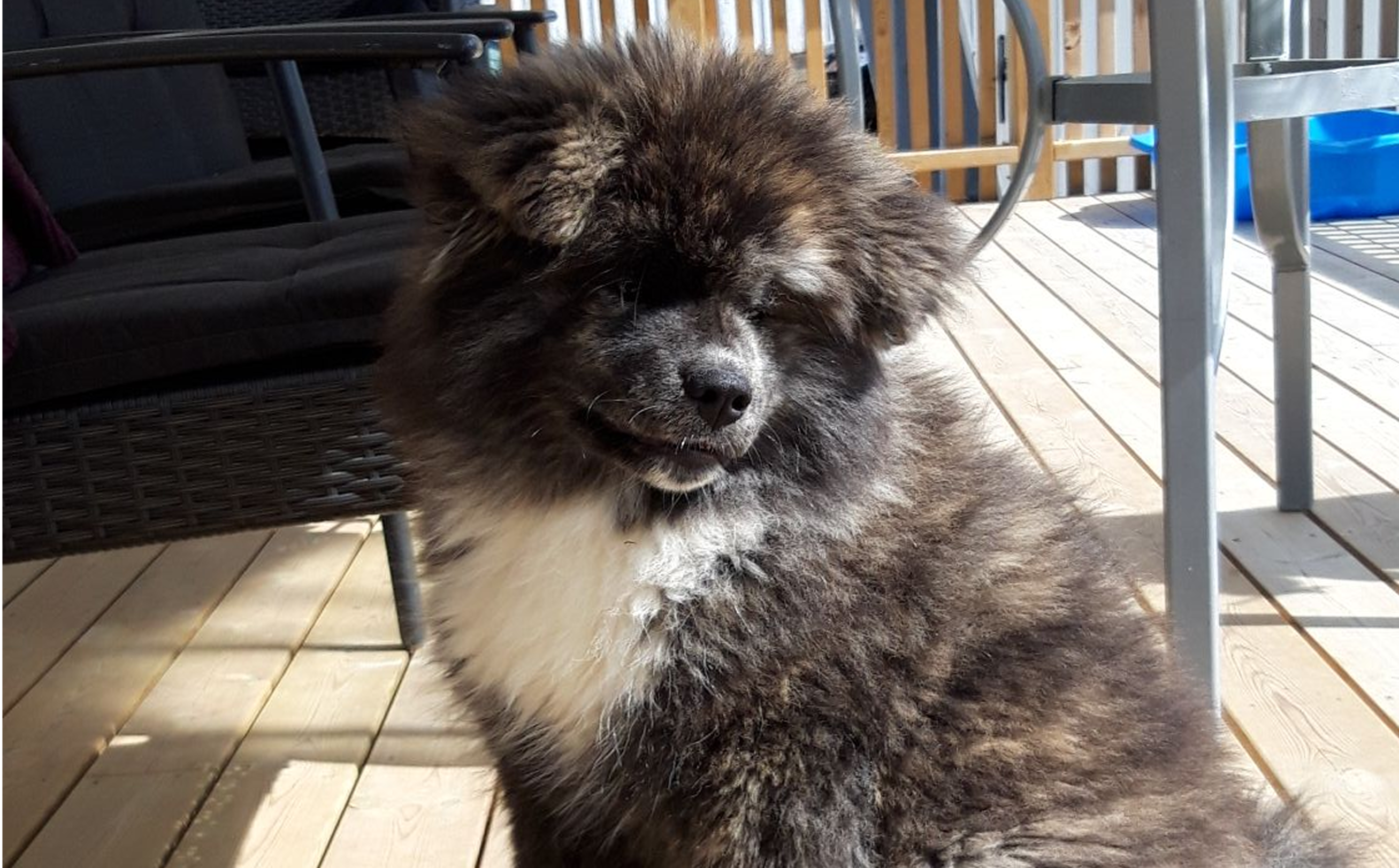 Dynamic image Dynamic image