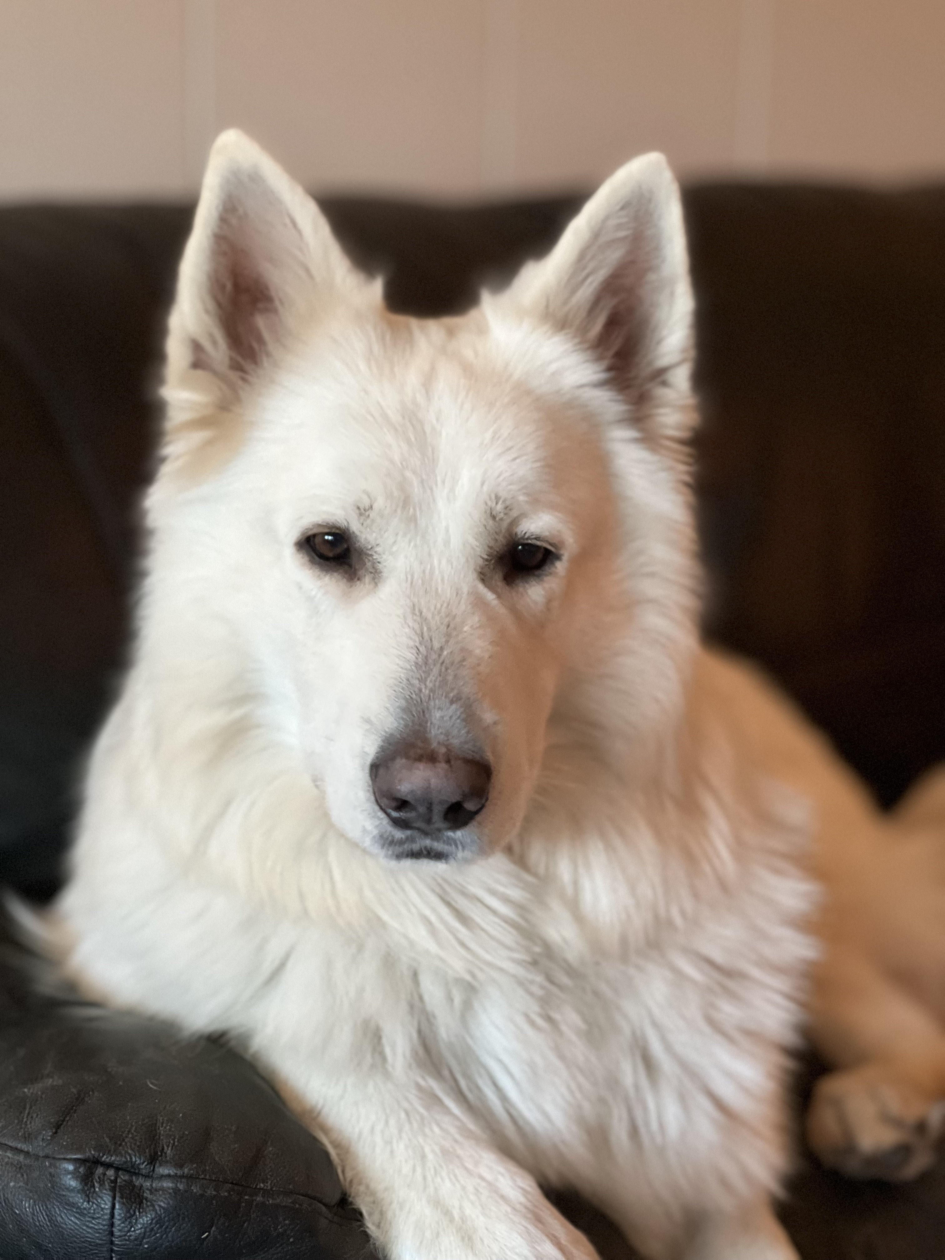 Artero av White Rewyr