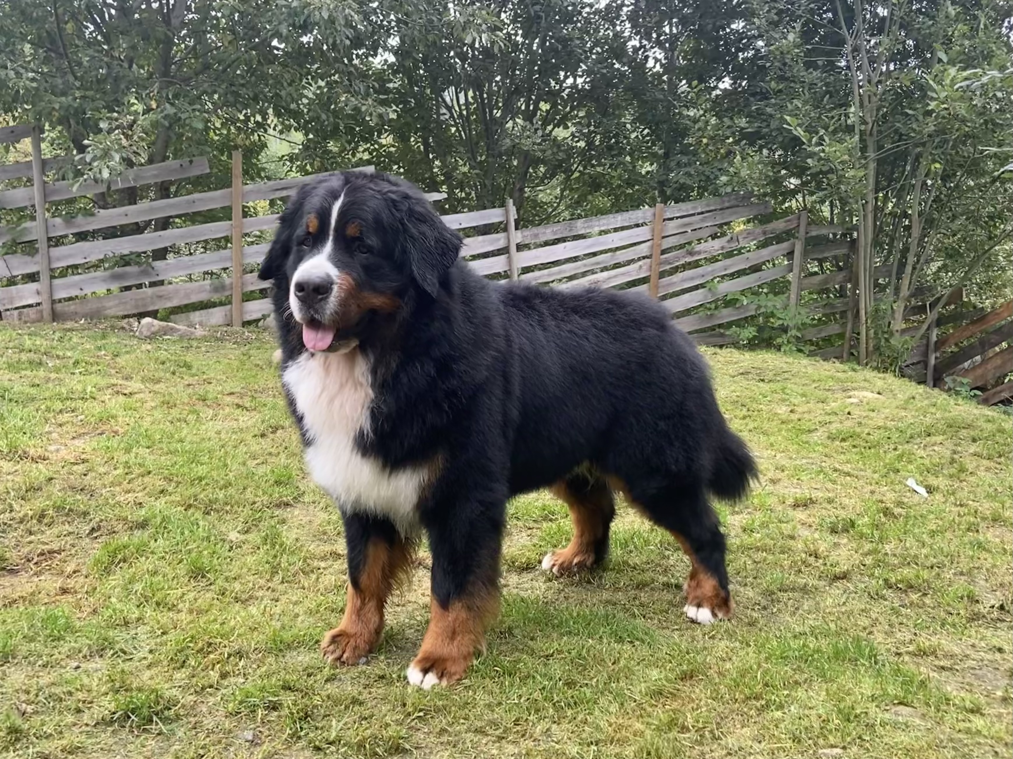 N UCH NJV-21 Hubba Bubba's Xtra Mye Prim N UCH NJV-21 Hubba Bubba's Xtra Mye Prim