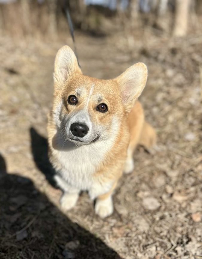 Spydebergspotens Amanda