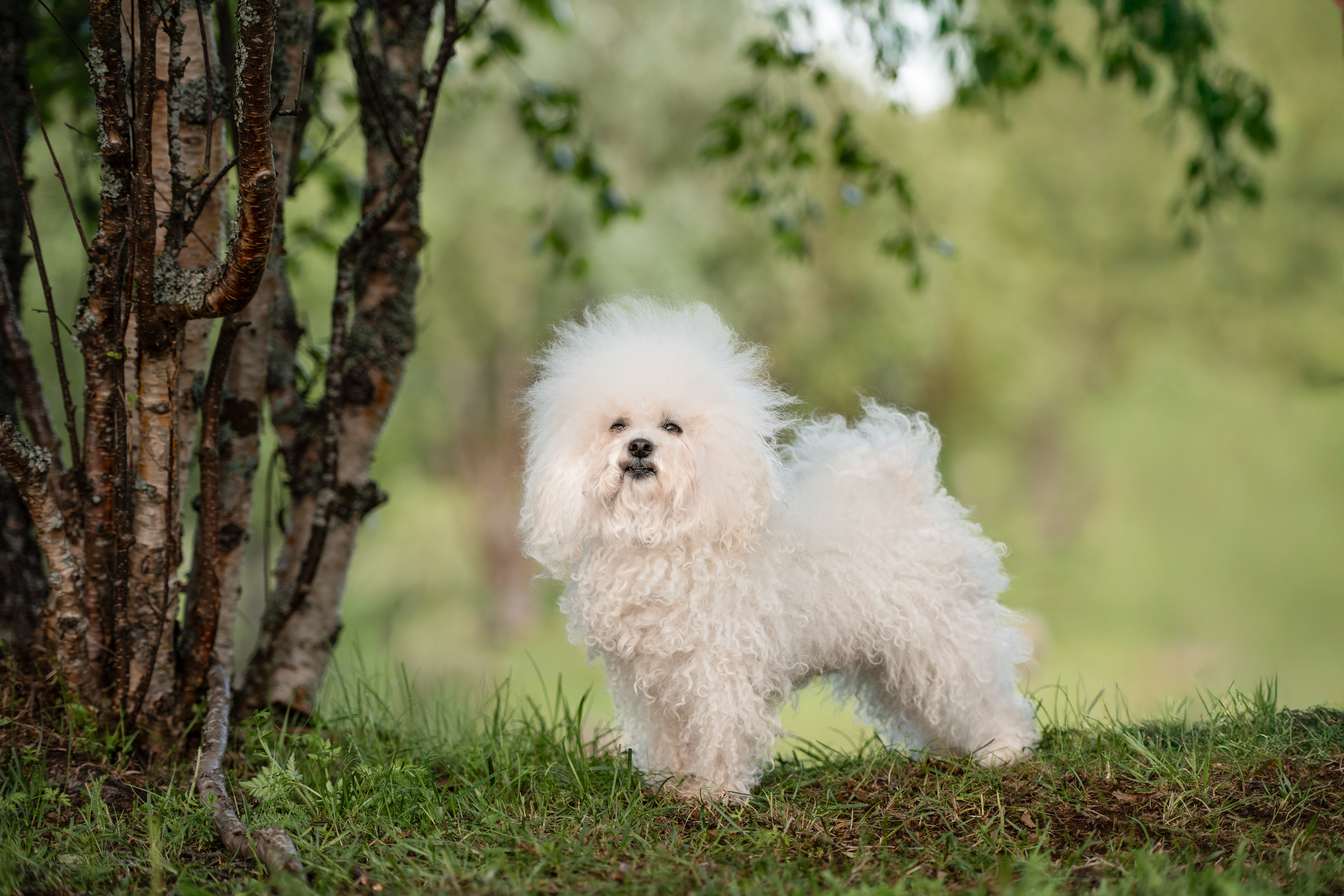 Hunky-Dory Unstoppable 