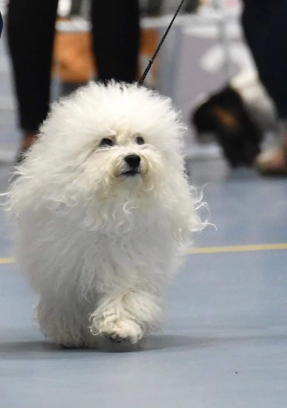 Tassefantenes Gangster Pelle Tassefantenes Gangster Pelle