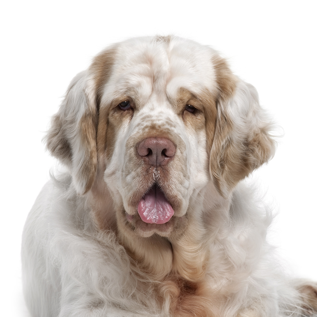 Clumber spaniel Clumber spaniel