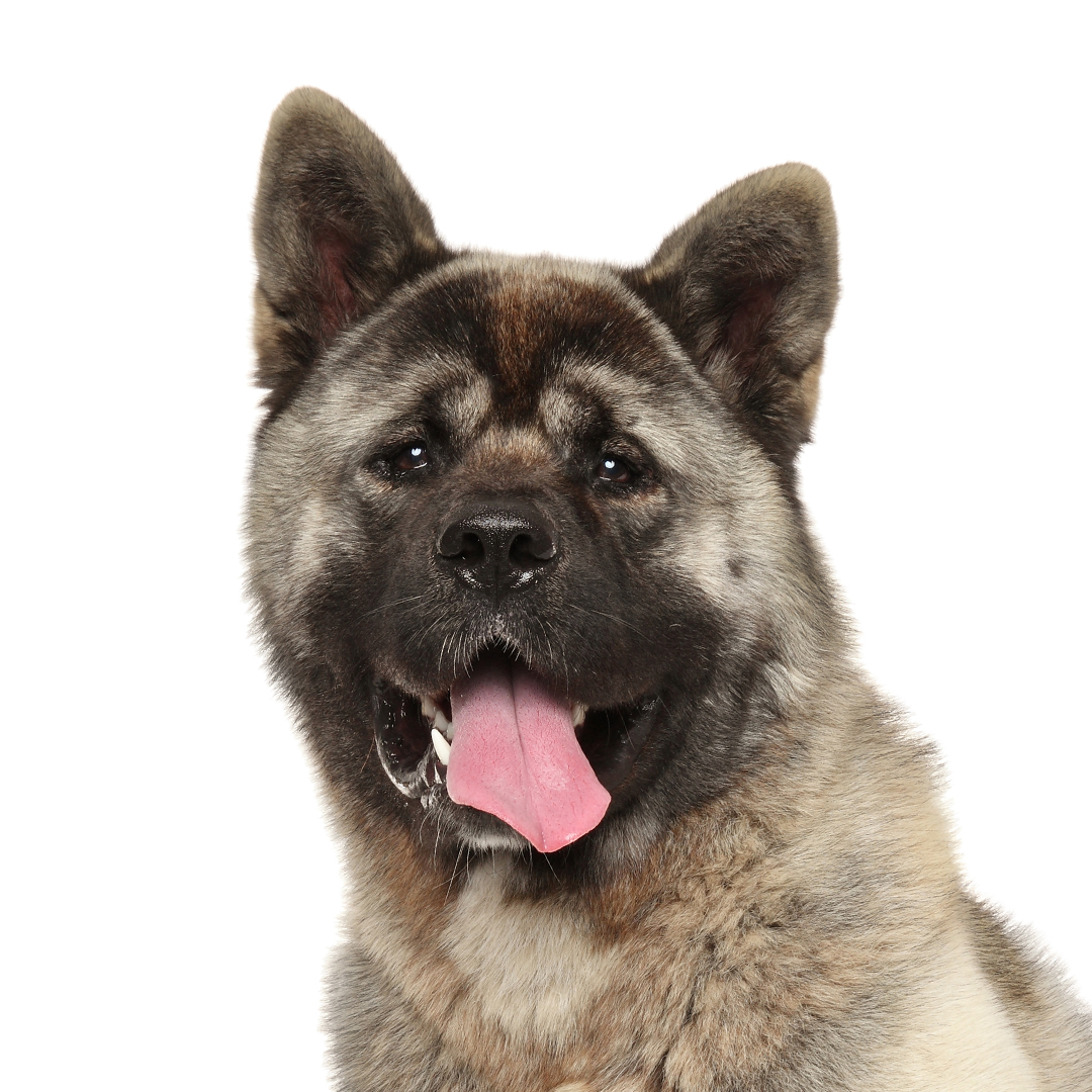 American akita American akita