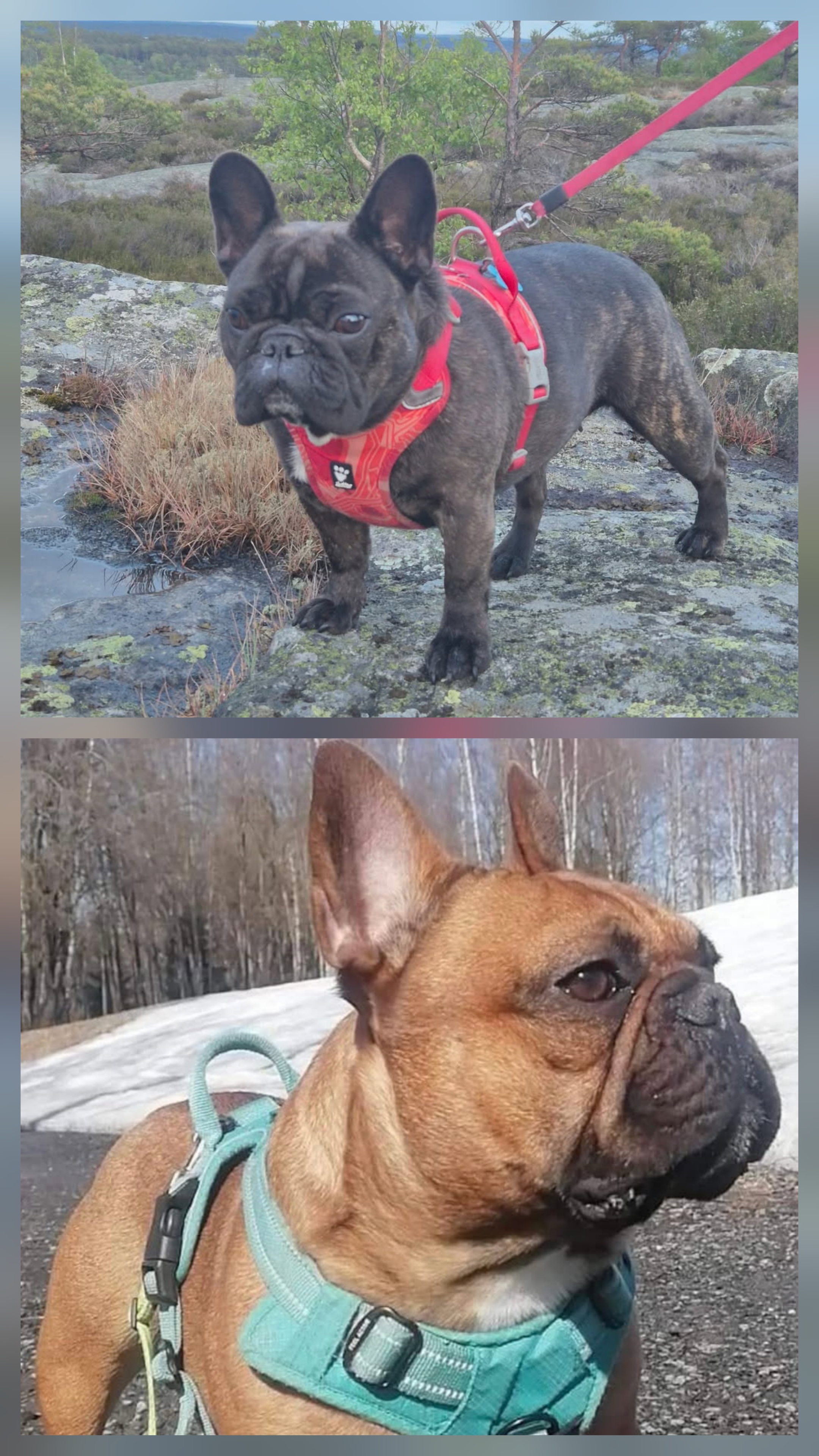 Romjuls valper Romjuls valper